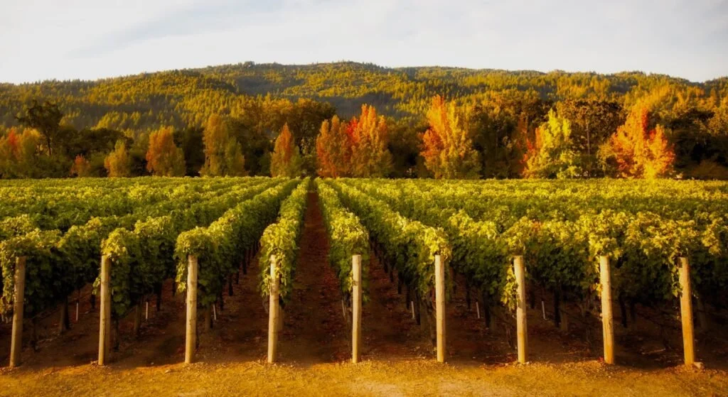 Clos Pegase_Estate Vineyards.jpg