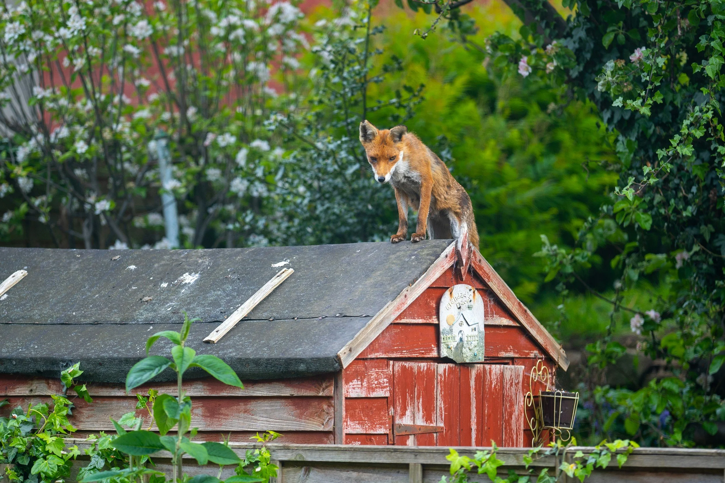 Transparency on Trial: Why It Still Feels Like the Fox Is Guarding the Hen House