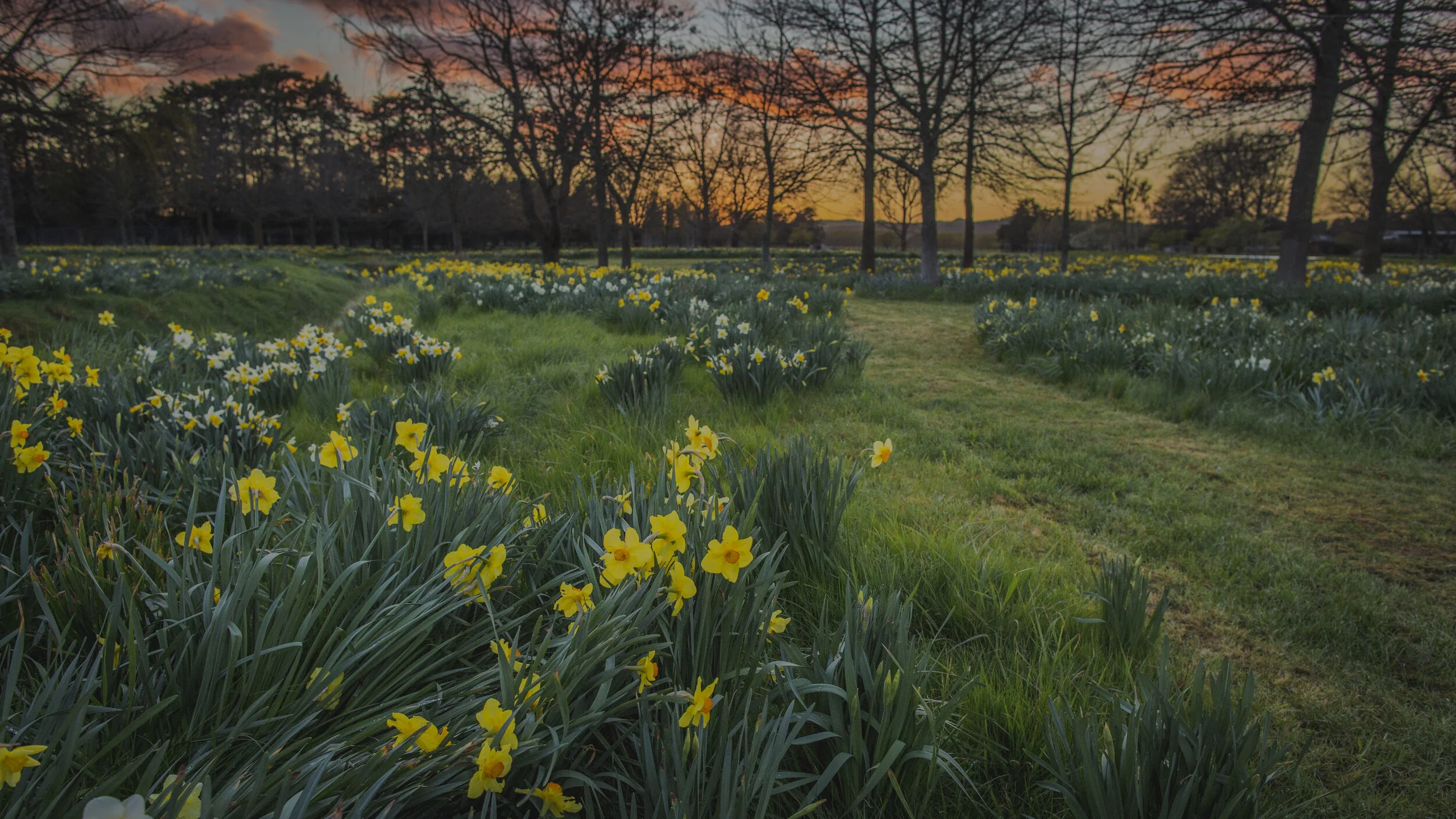 Taniwha-Daffodils-Sept-2017.jpg