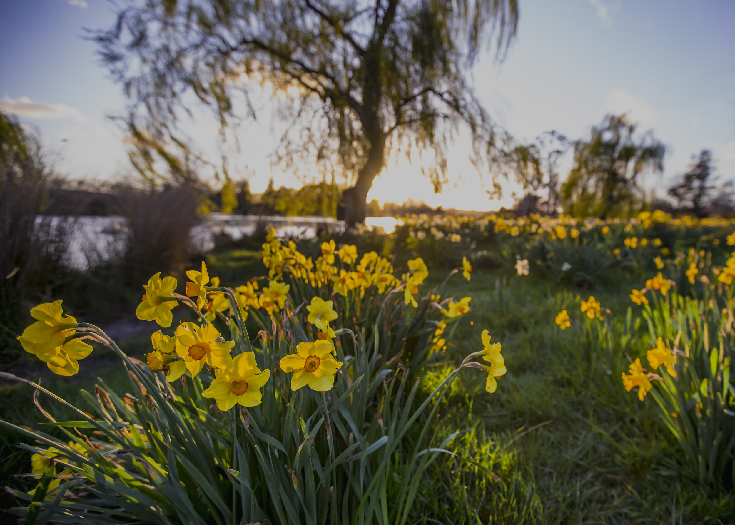 Taniwha-Daffodils-Sept-2017-19.jpg