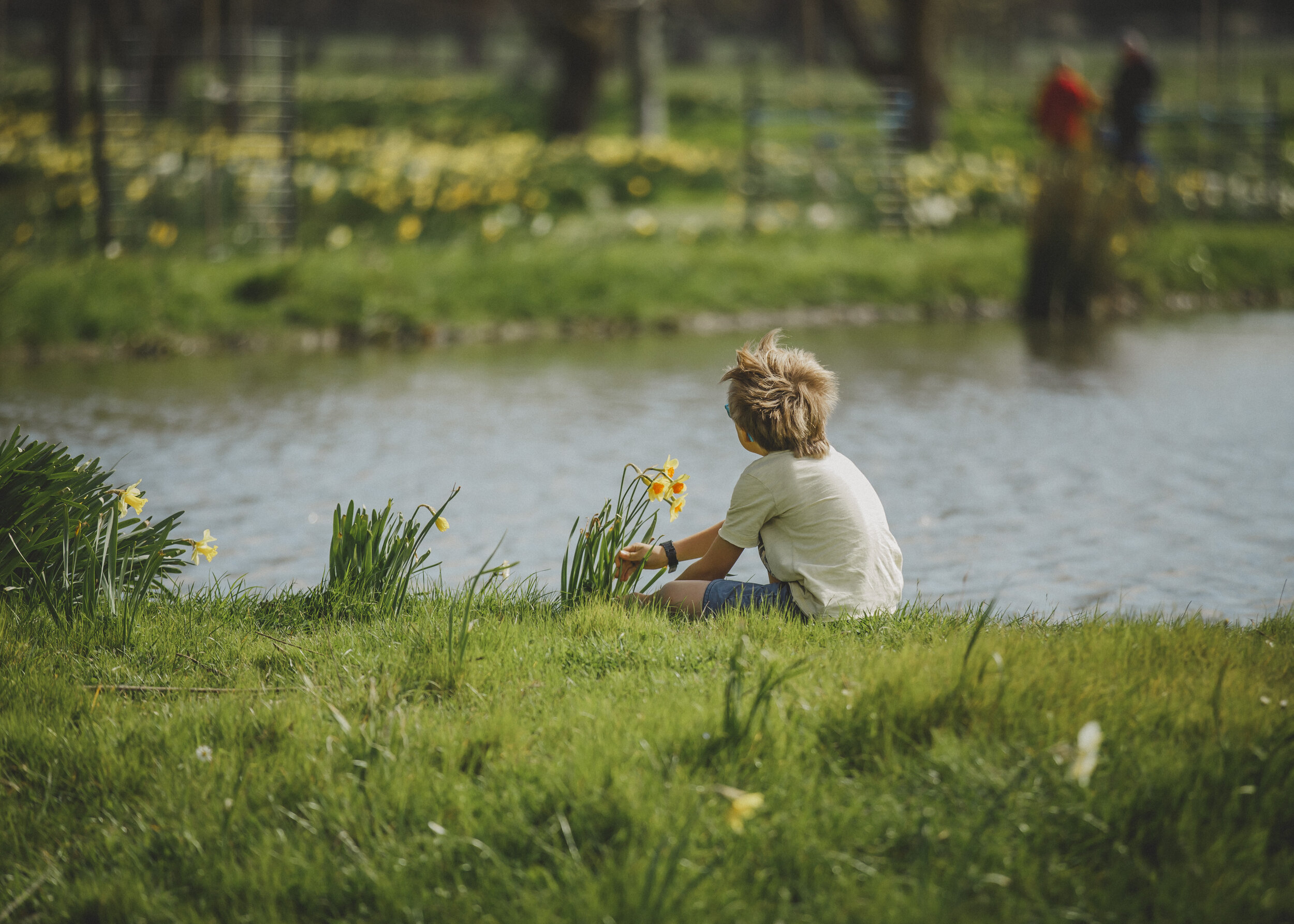 Taniwha-Daffodils-Sept-2017-99.jpg