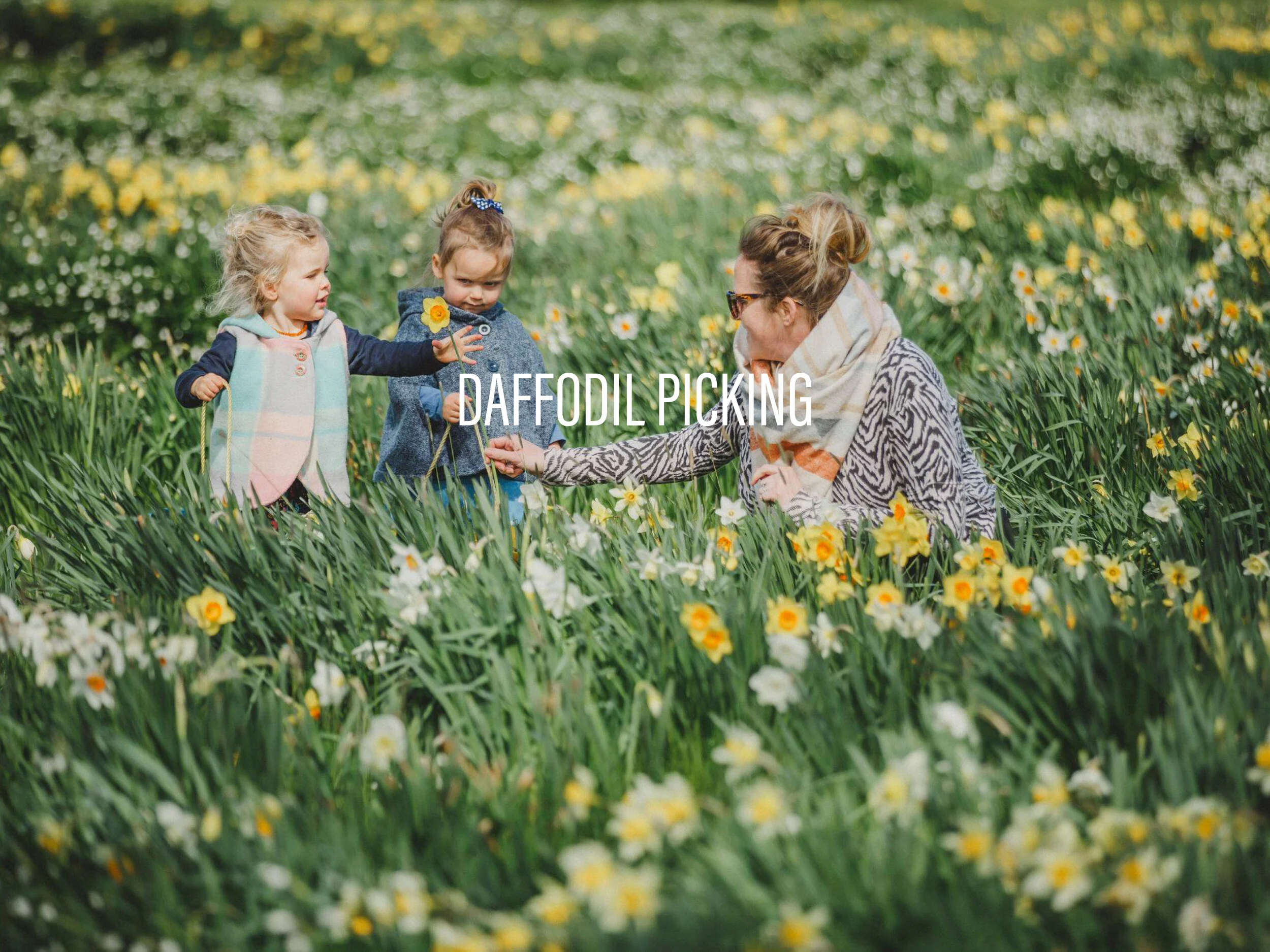 DAFFODIL PICKING.jpg