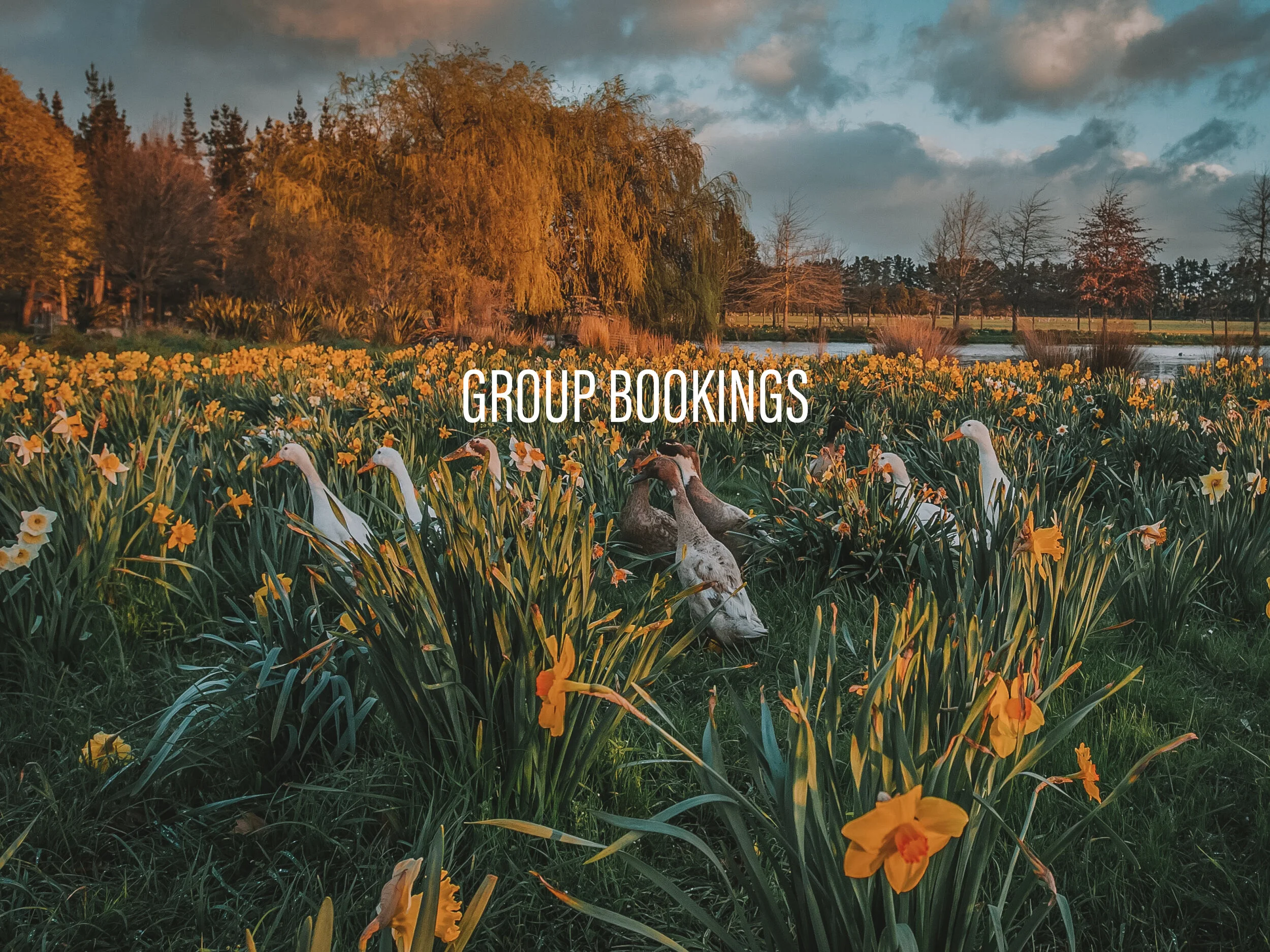 GROUP BOOKINGS.jpg