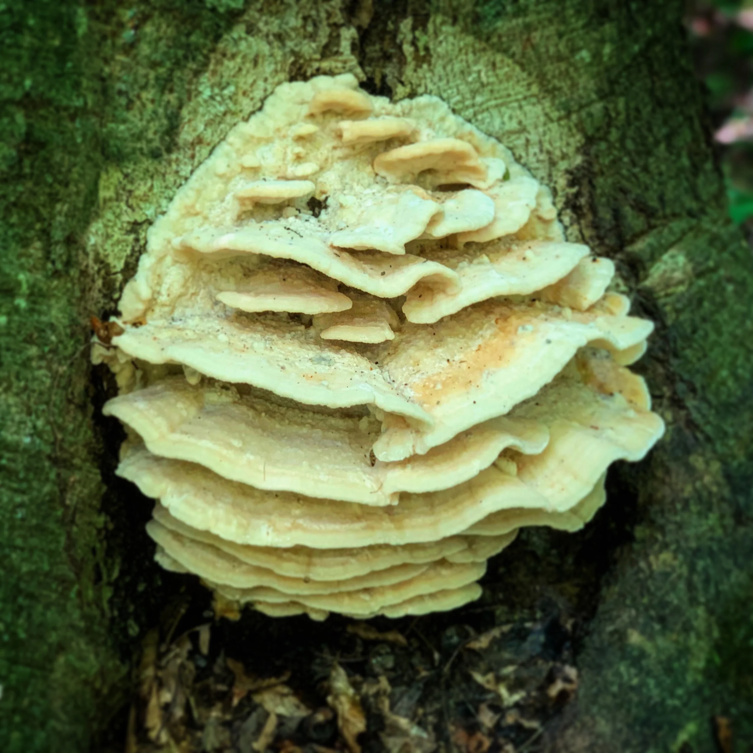 1E15CB05-E5F7-4A09-AA86-3D4AB5504545.jpg