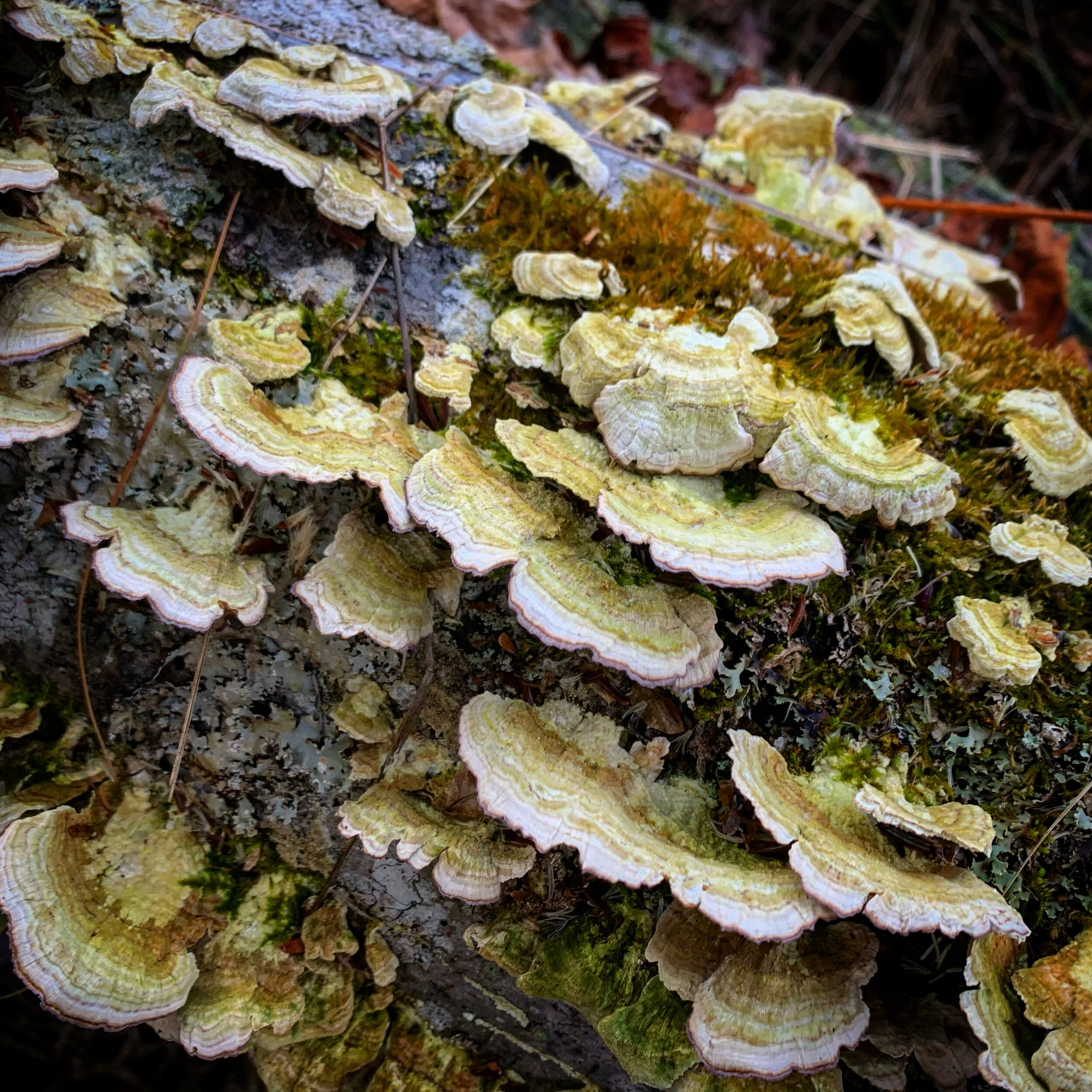 4A1CB969-A5D7-41B6-9C5D-D38EAF6F8541.jpg