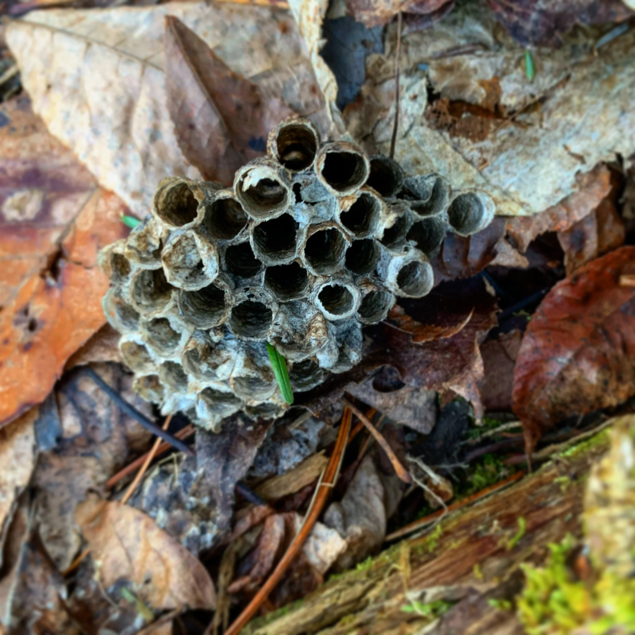 42F98302-21AB-41E9-8BC6-638EB4816A7D.jpg