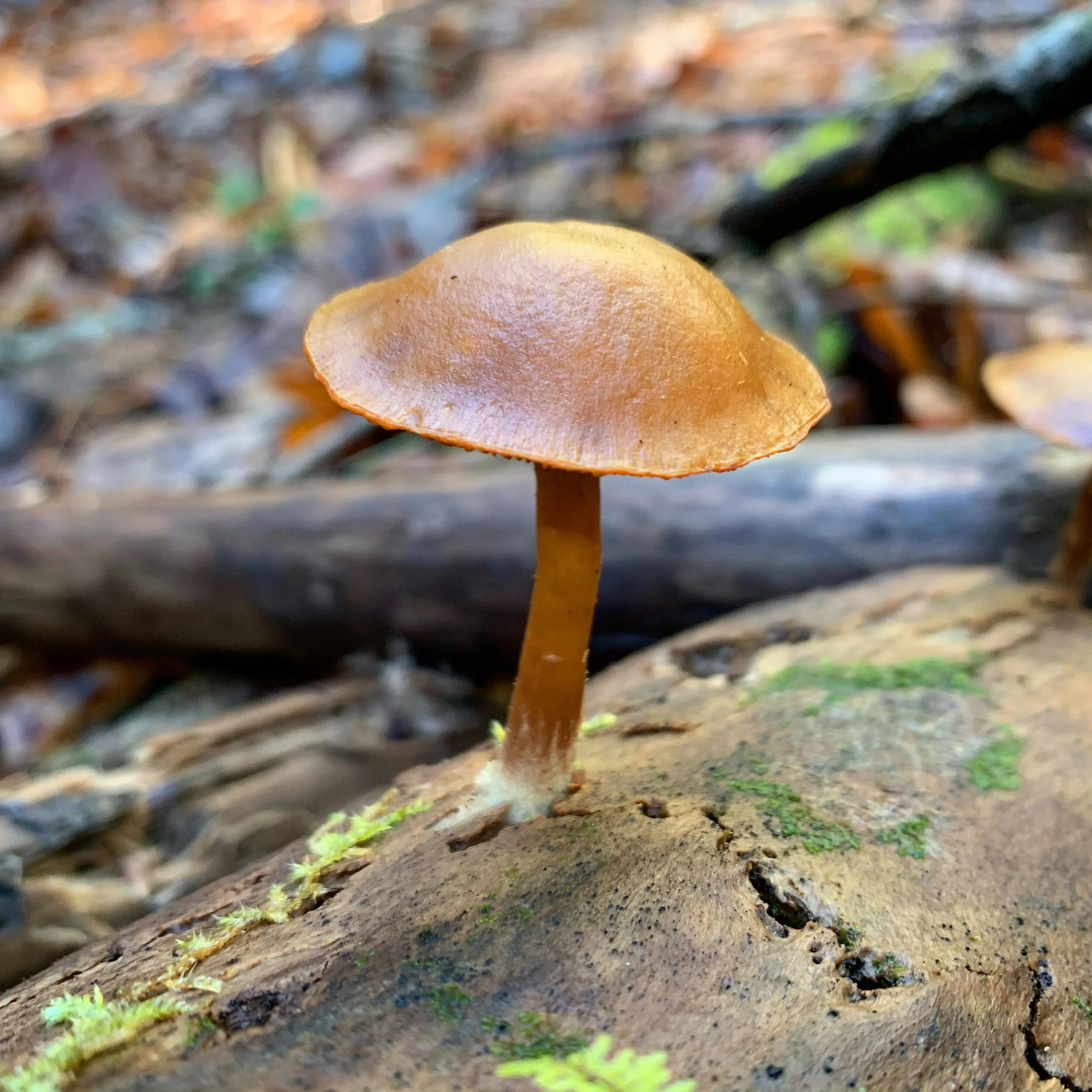 F3C4E78D-4745-4A19-B5A6-7C62BF1E8293.jpg