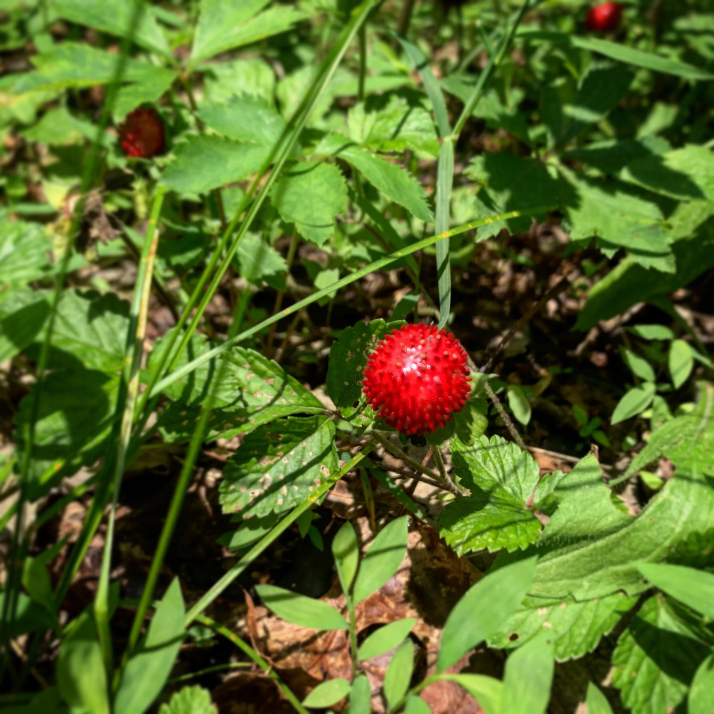 26A75BFE-7206-49AB-90E9-67A6823FA730.jpg