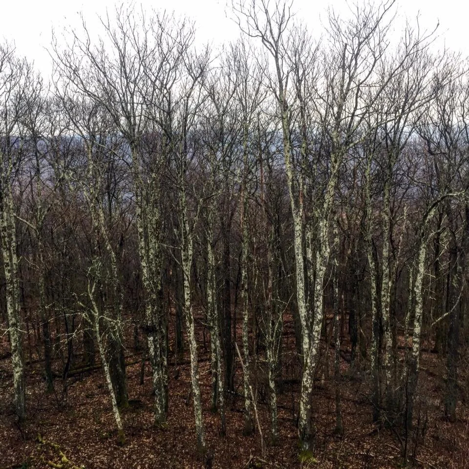 17155916_10155105753664283_942137931004896359_n.JPG