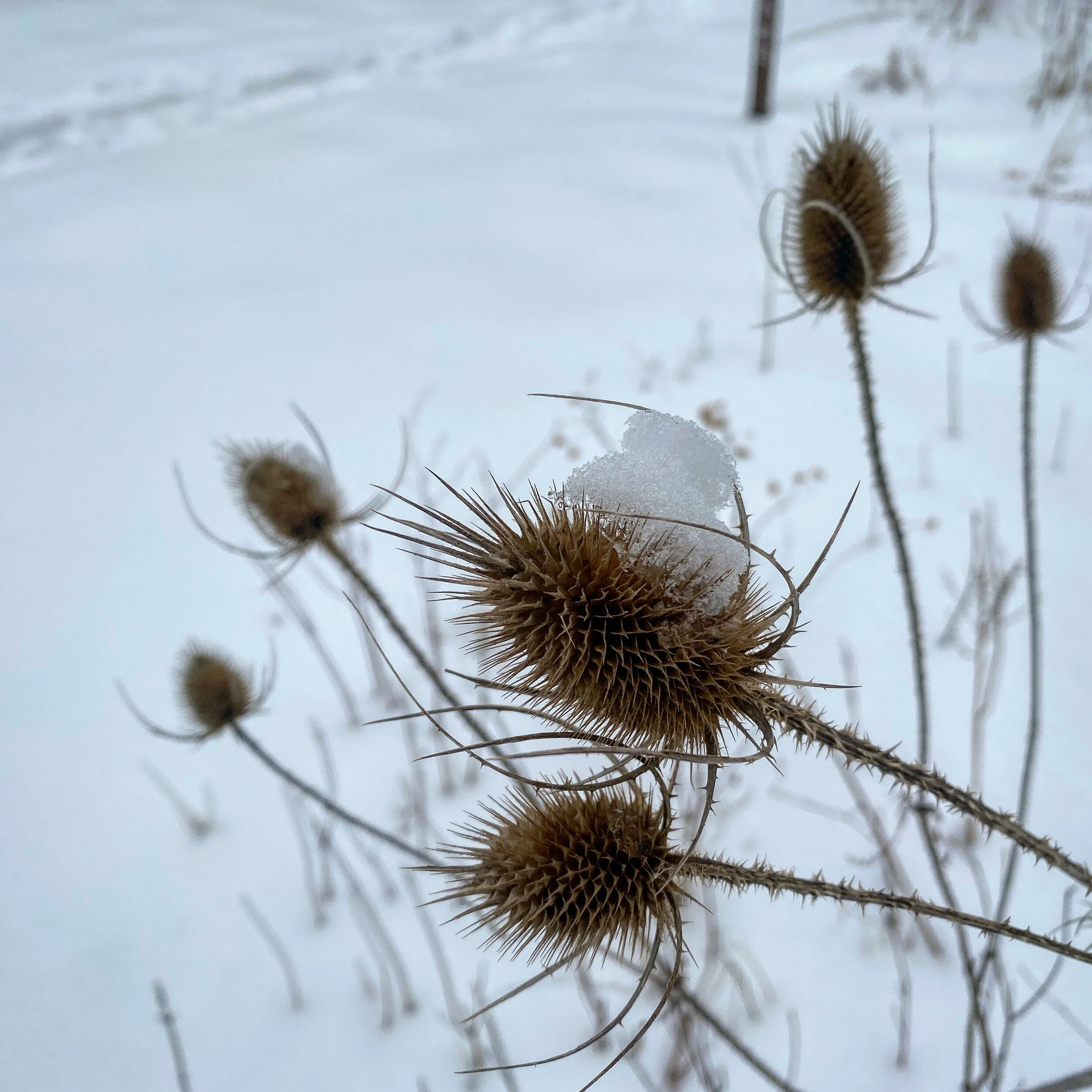 A3460E48-5B88-4756-85C4-5DF57B0F4E1D.jpg