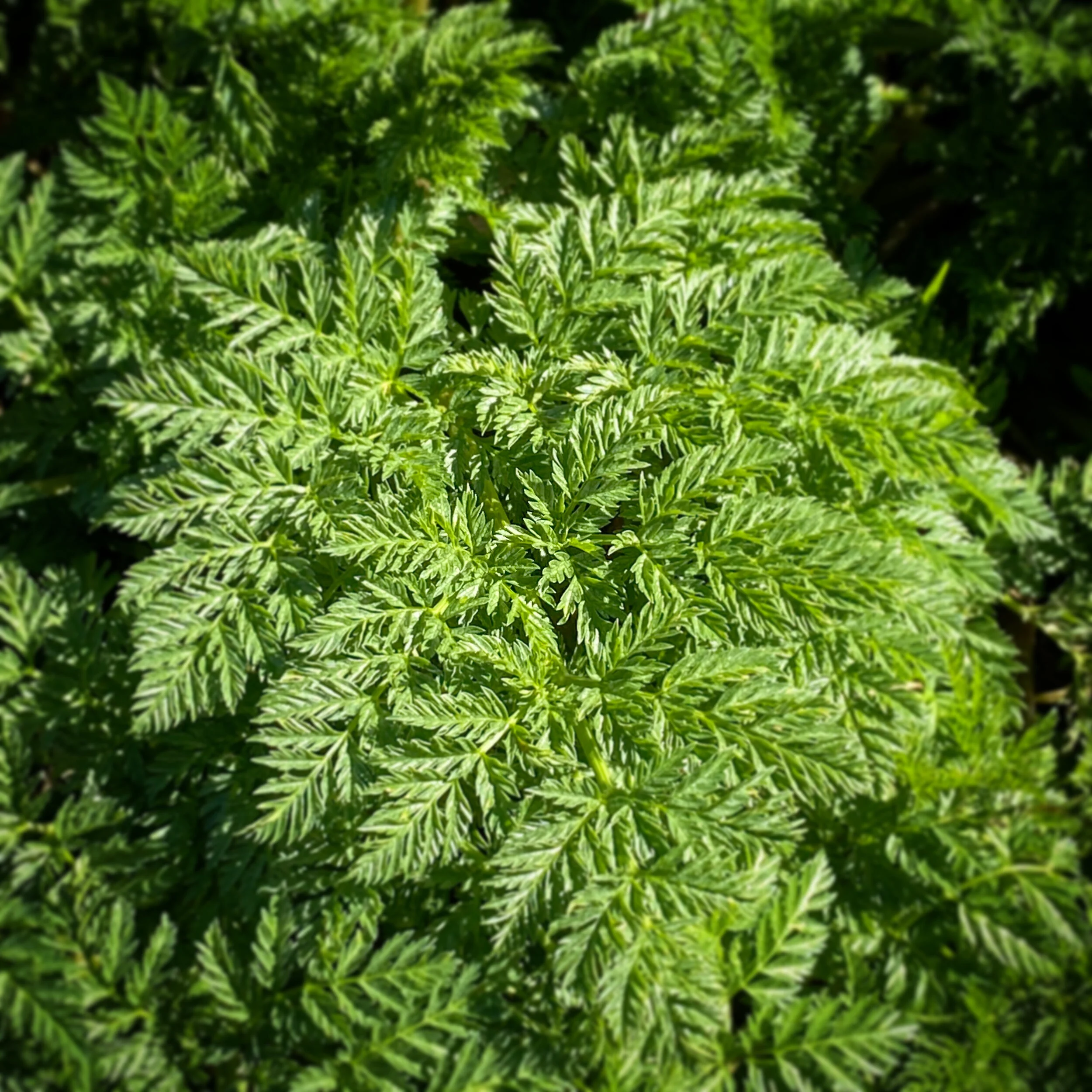 C672B942-9C5F-4C9A-9B5E-A358929FE00E.jpg