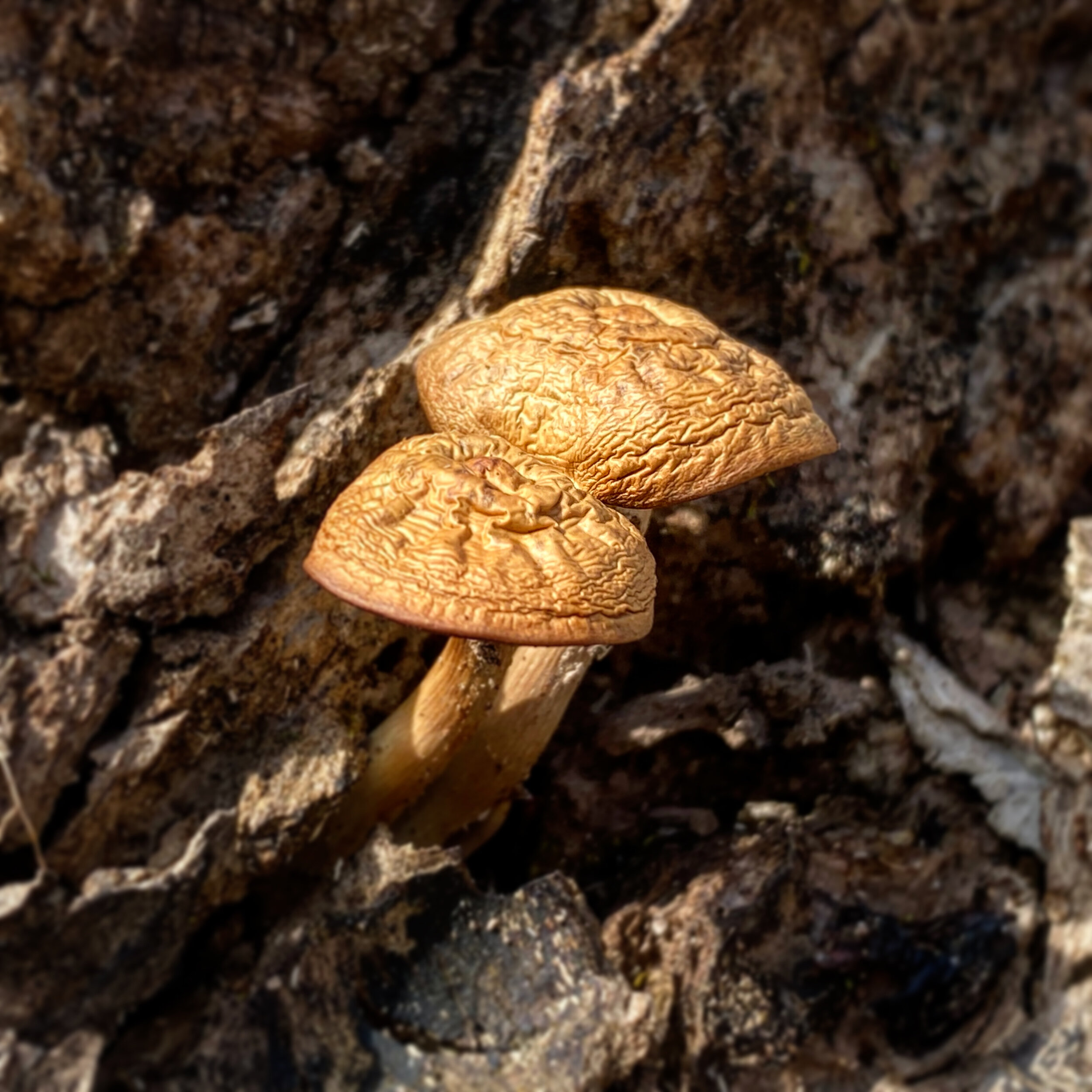 C21AF257-D3EB-43AB-8163-7E049E7637DA.jpg