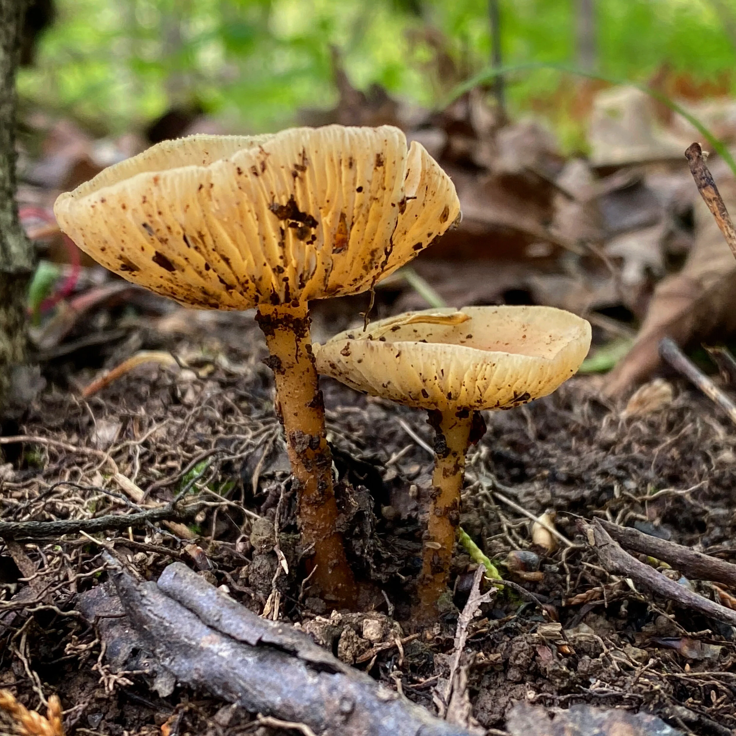 9F3BA906-C6DD-49C7-9361-E16F181D92B1.jpg