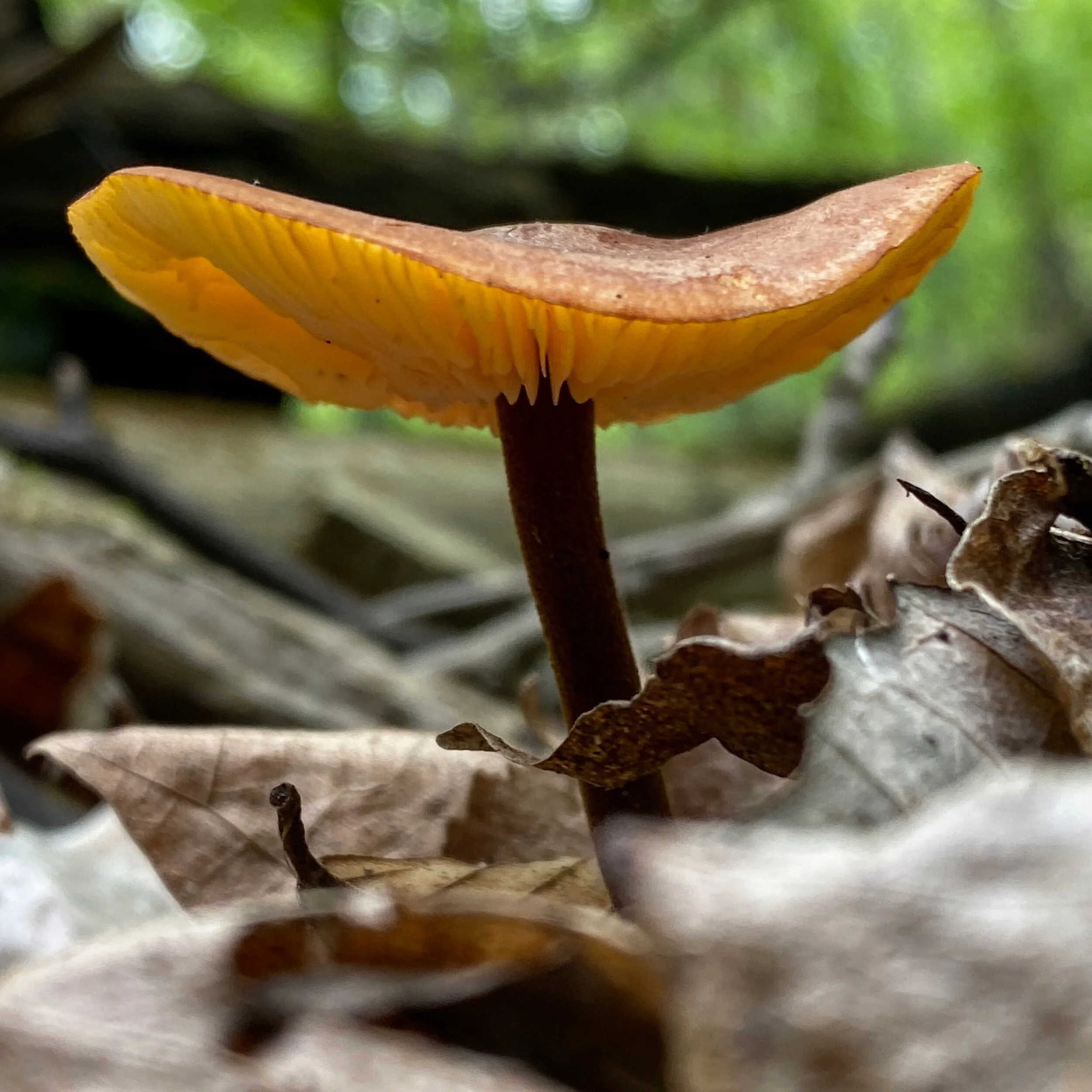 42CFA55C-25F4-471C-81F3-D8380DC20B3F.jpg