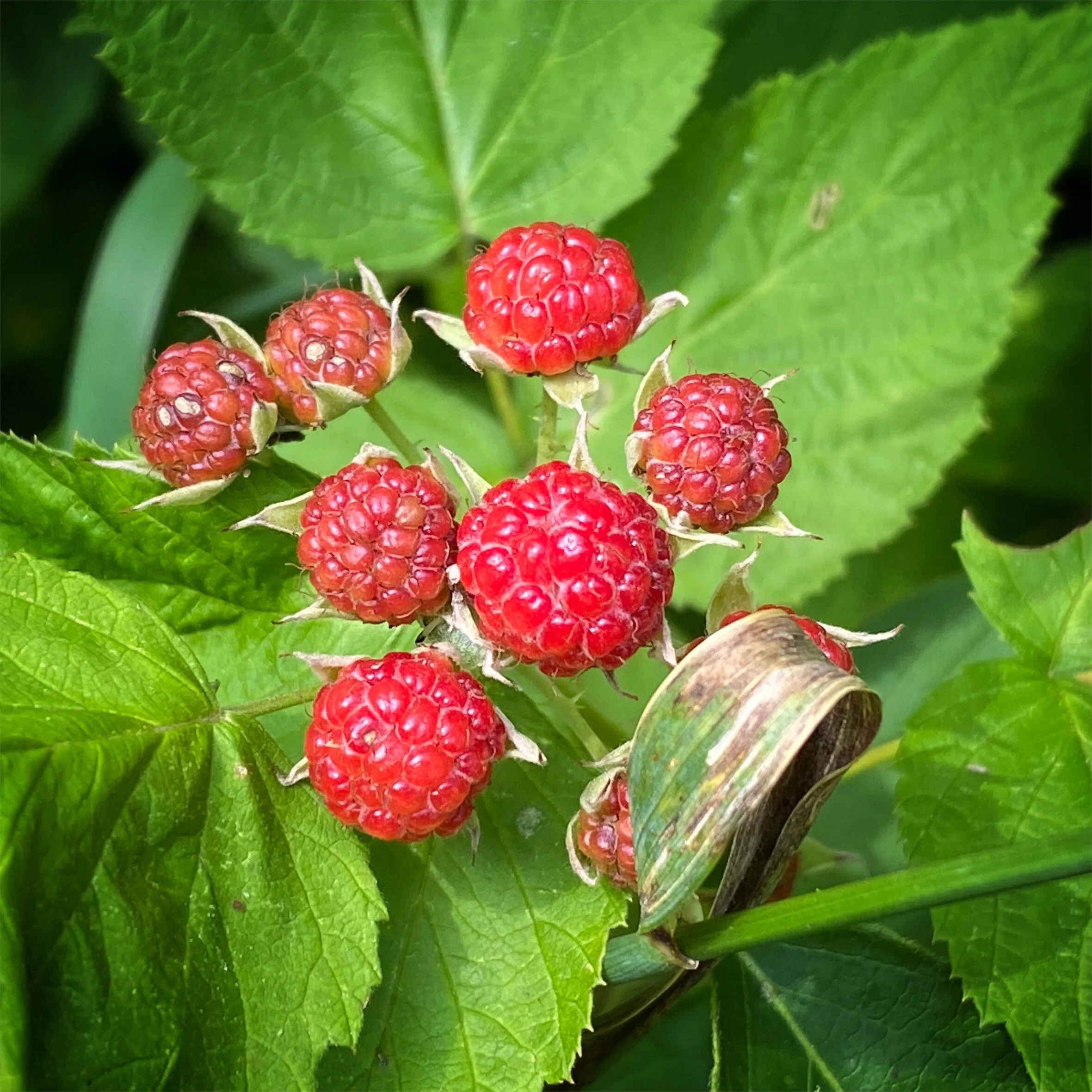 16F90315-7ED2-4D97-A34A-CC0E794BFCA6.jpg