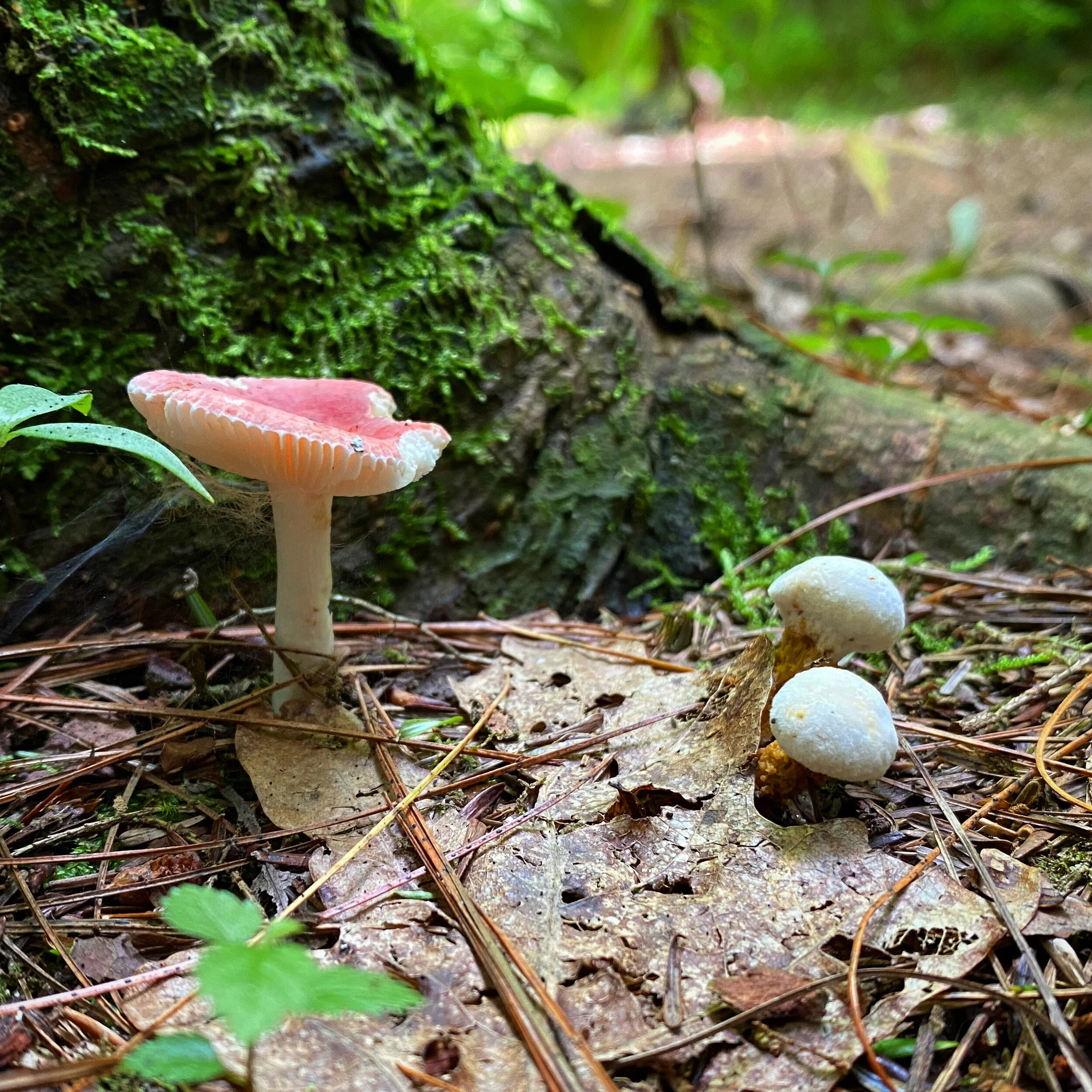 D2B5F0EE-A627-4FD7-B1B6-F5BDF25F3049.jpg