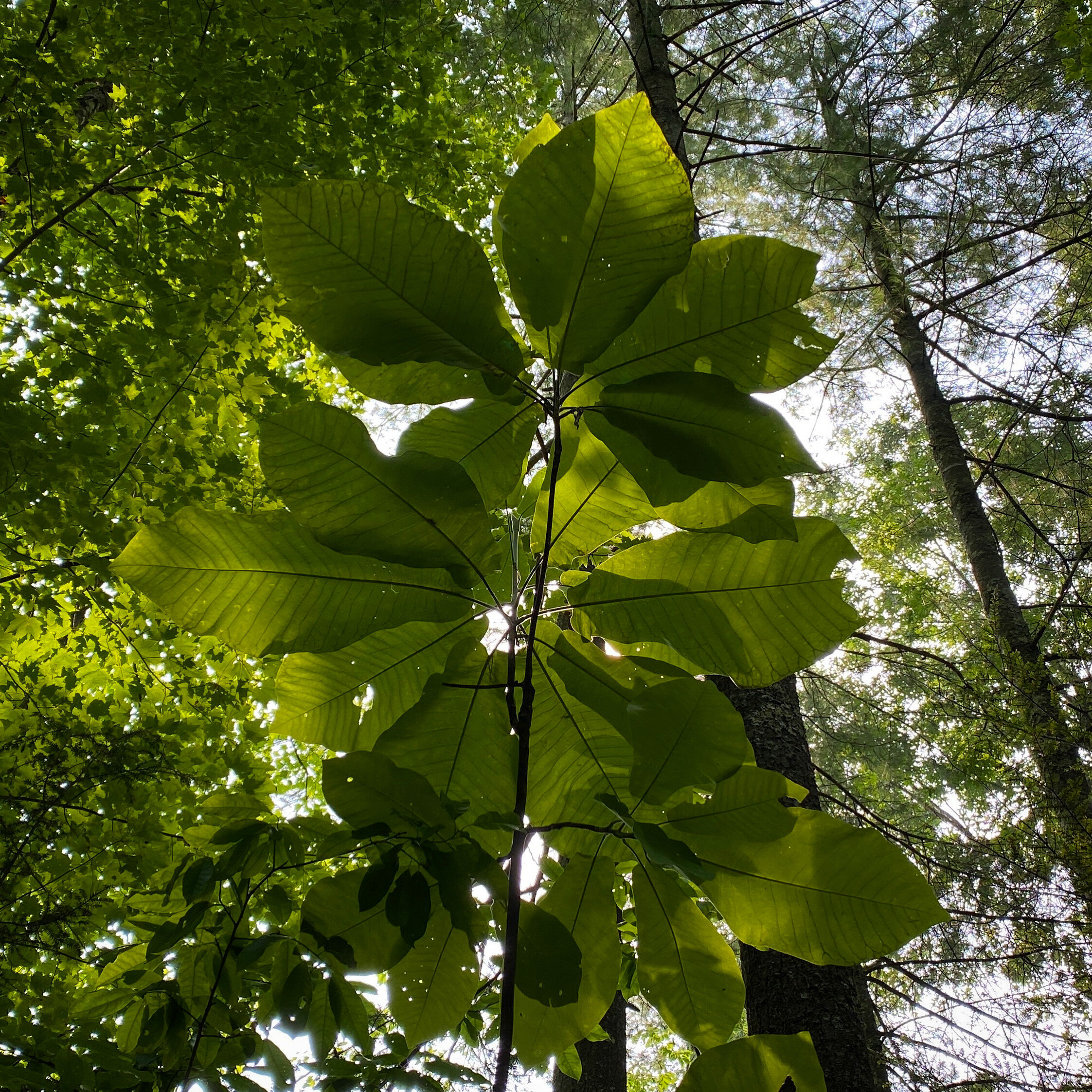 05B01035-2F13-4CBD-B023-0884BC60CA86.jpg