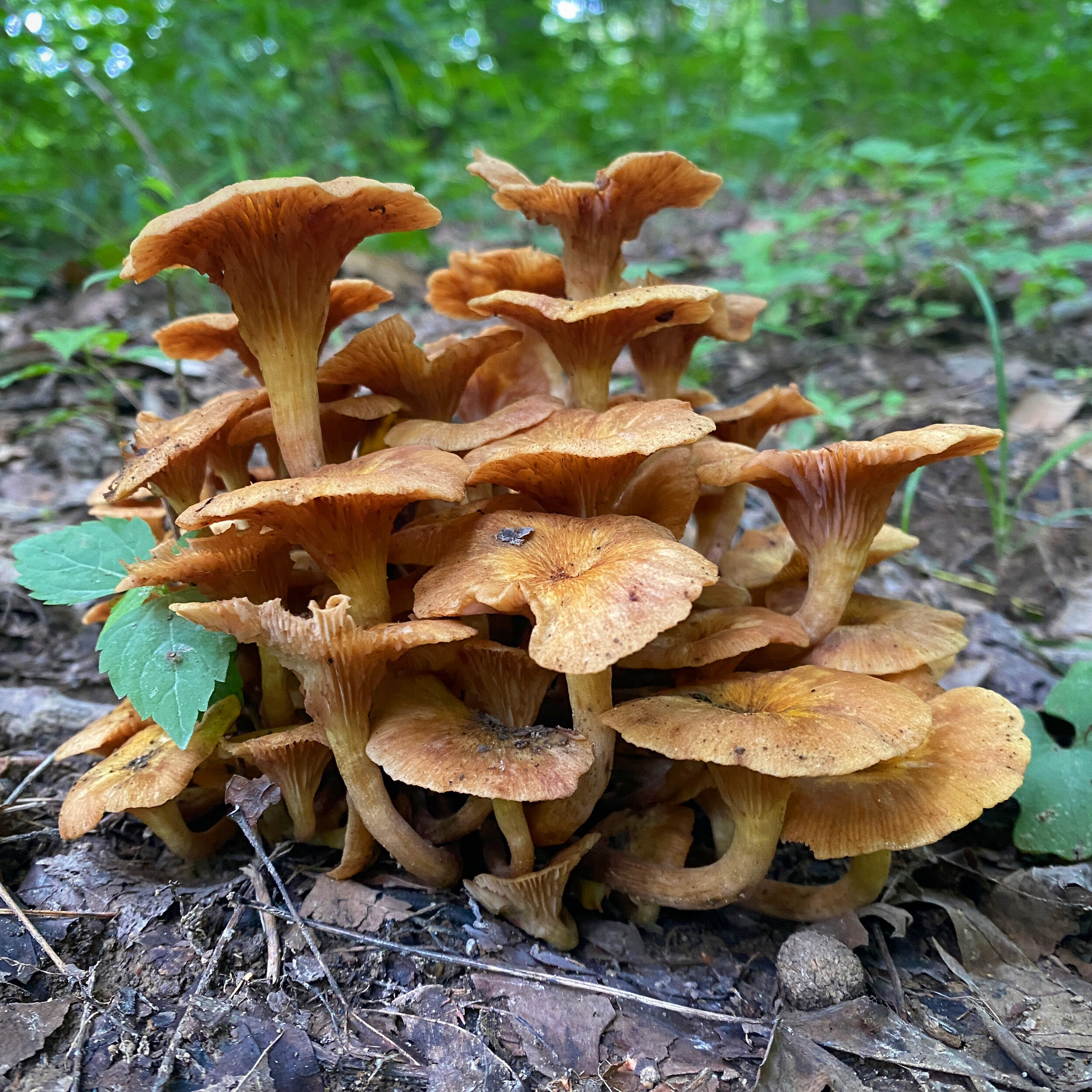 E7426F2C-42D5-4CA1-B007-17606A9F0E72.jpg