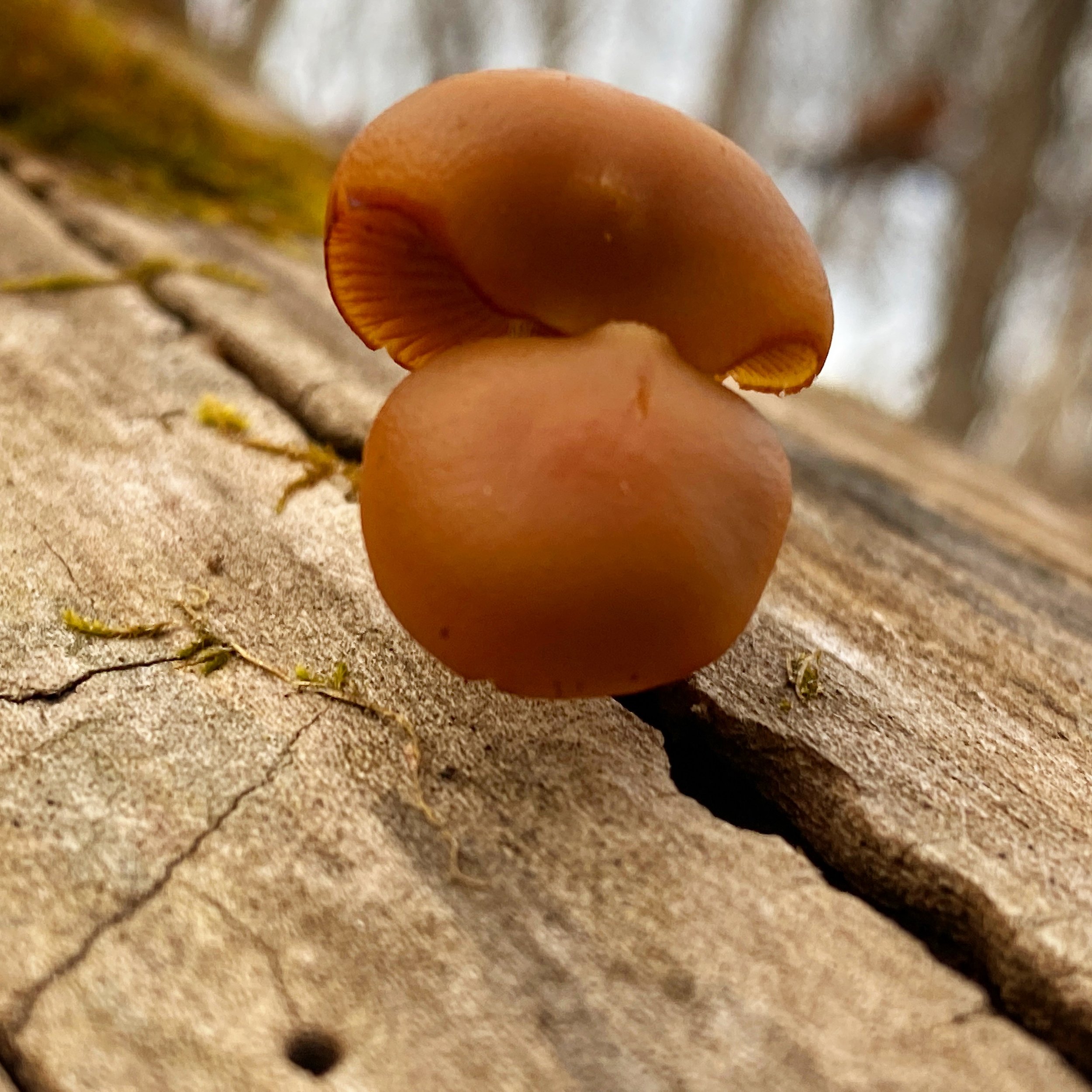 602C2BE3-CA60-490D-A619-68A08DF598C6.jpg