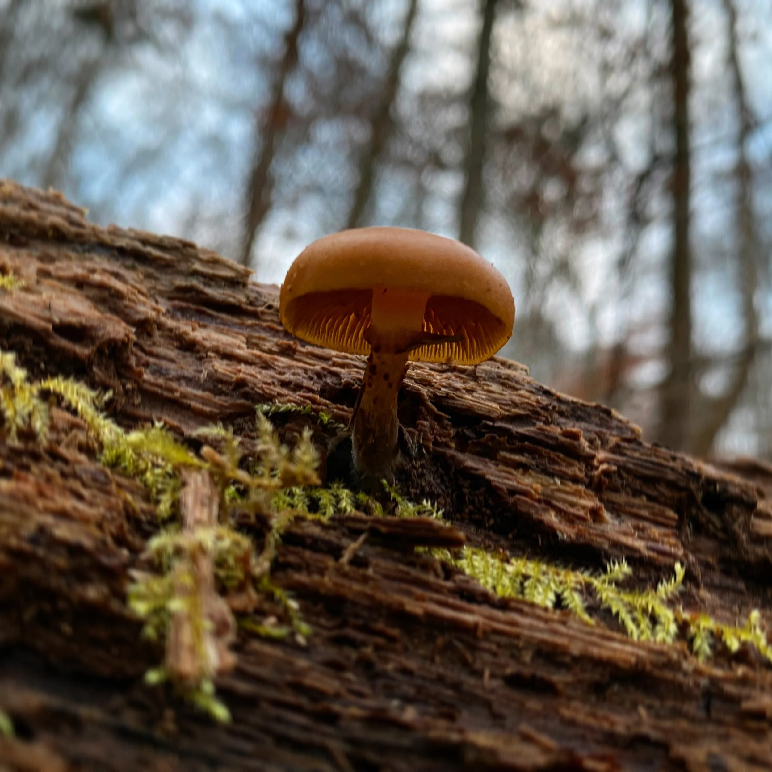 2B0203A7-B9B1-45E6-8AA0-6BD42ABF8DF0.jpg