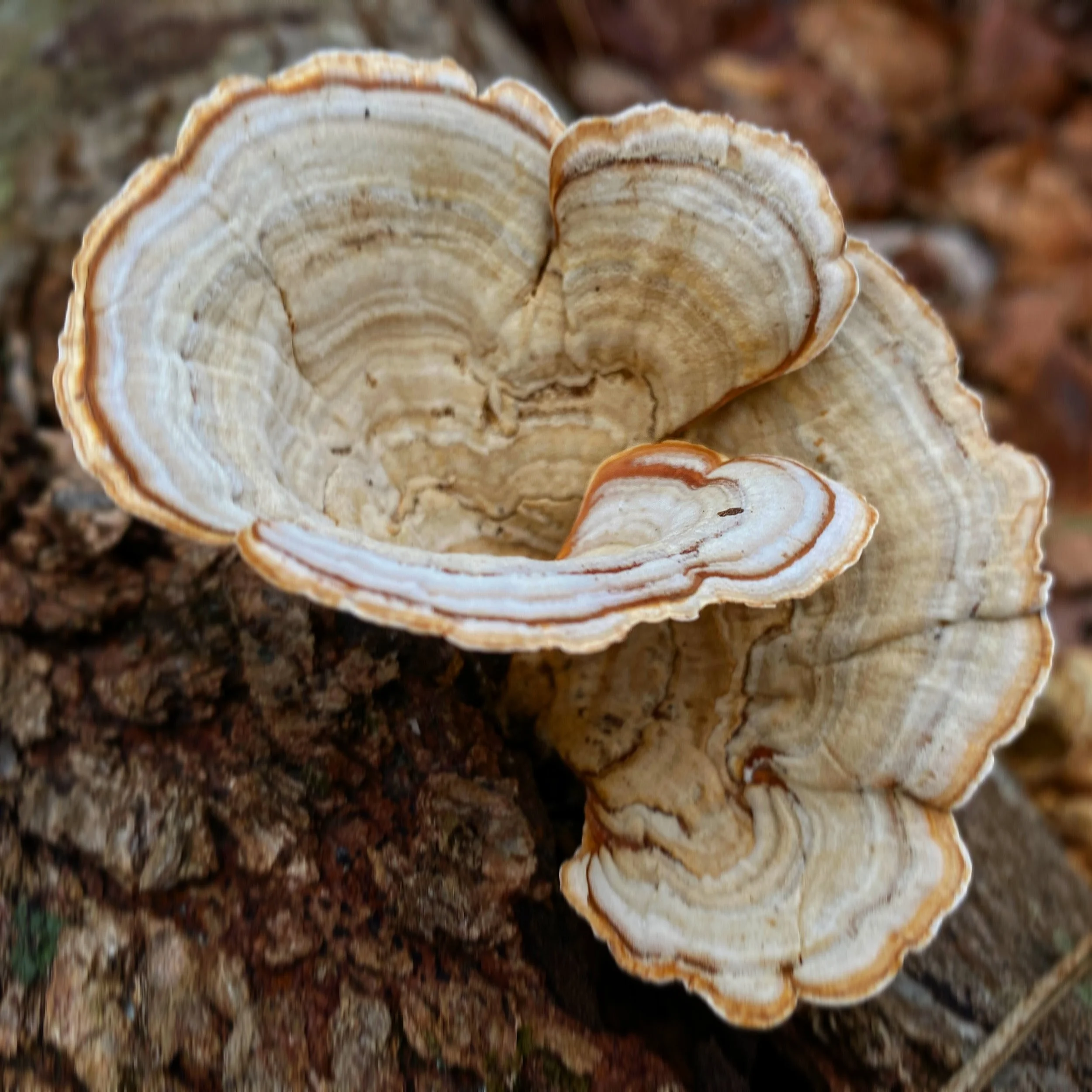 BCCE9EF6-9A19-45DD-BD86-2E6FA4A66A43.jpg