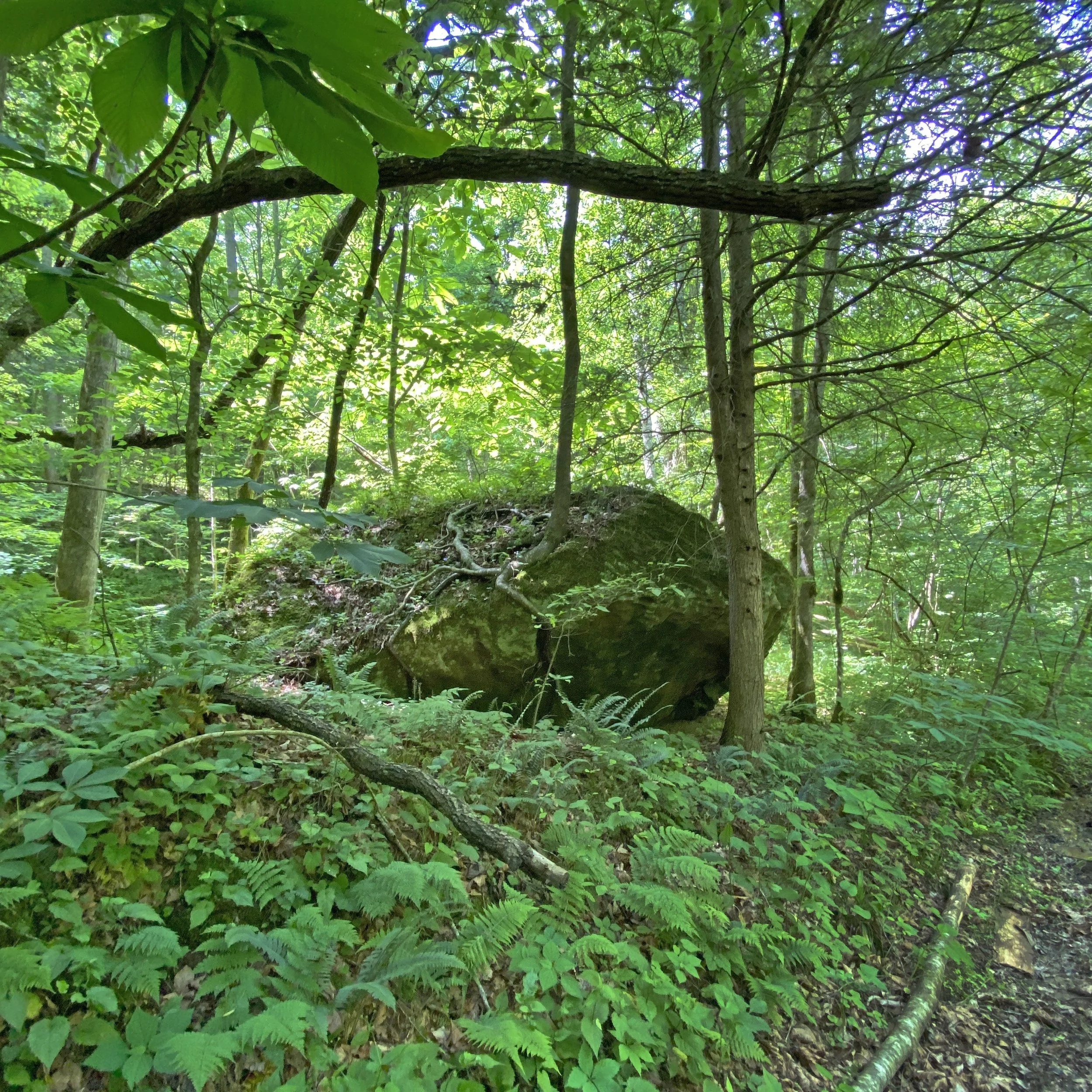 IMG_5547.JPG