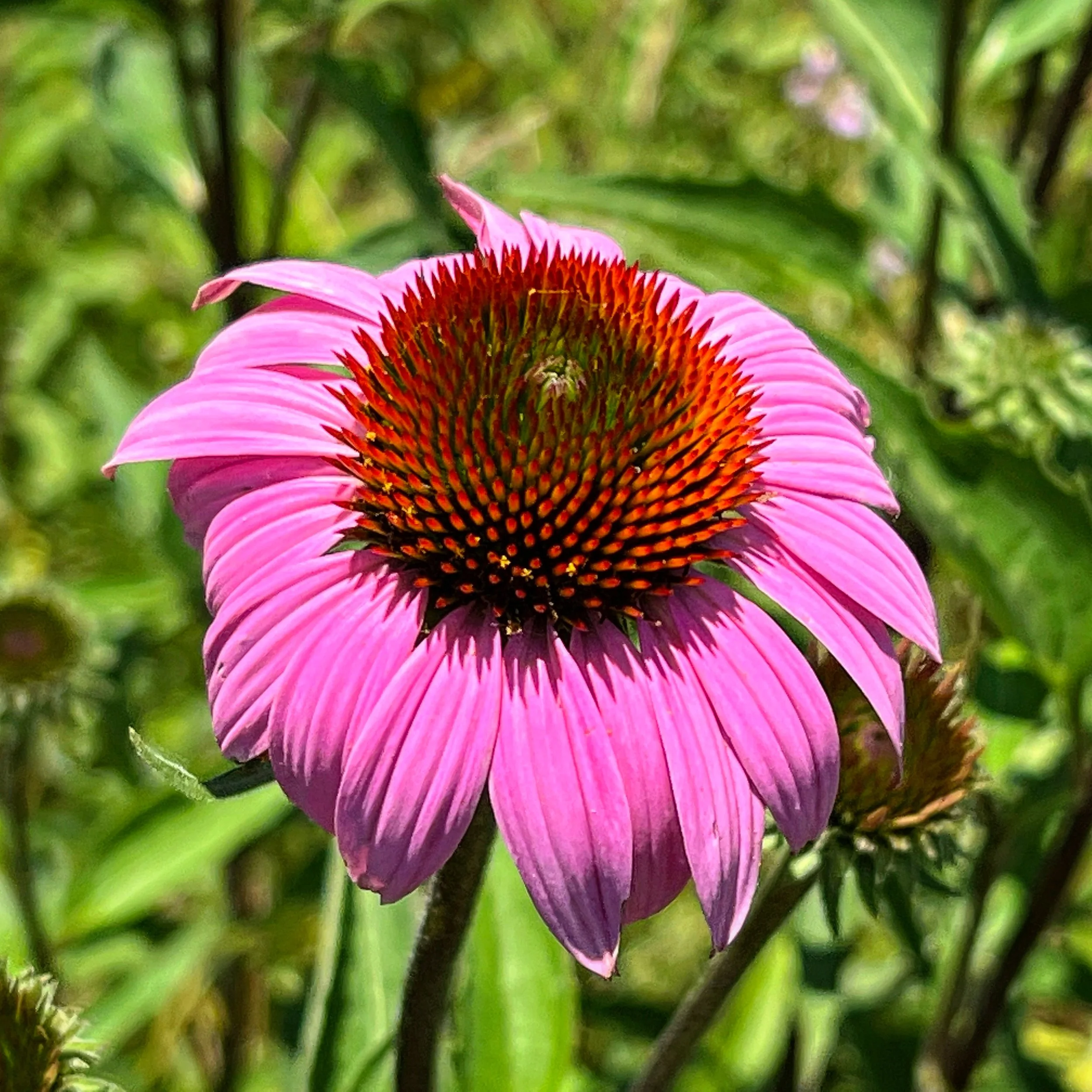 F507B7D2-4966-4F2B-8171-E5B0B2036AA9.jpg