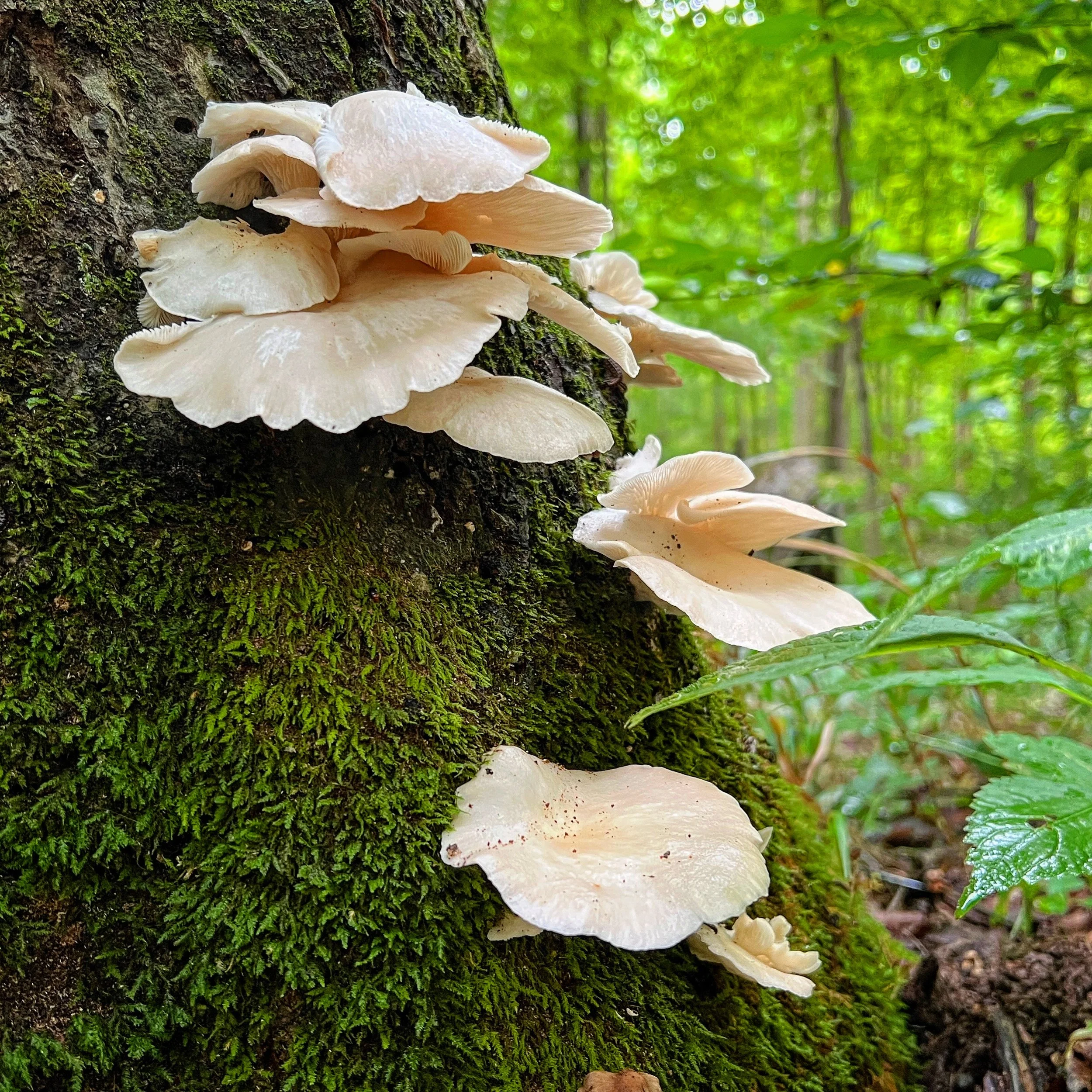 64AA31F8-7632-4E49-806F-2EFE1870C7D4.jpg
