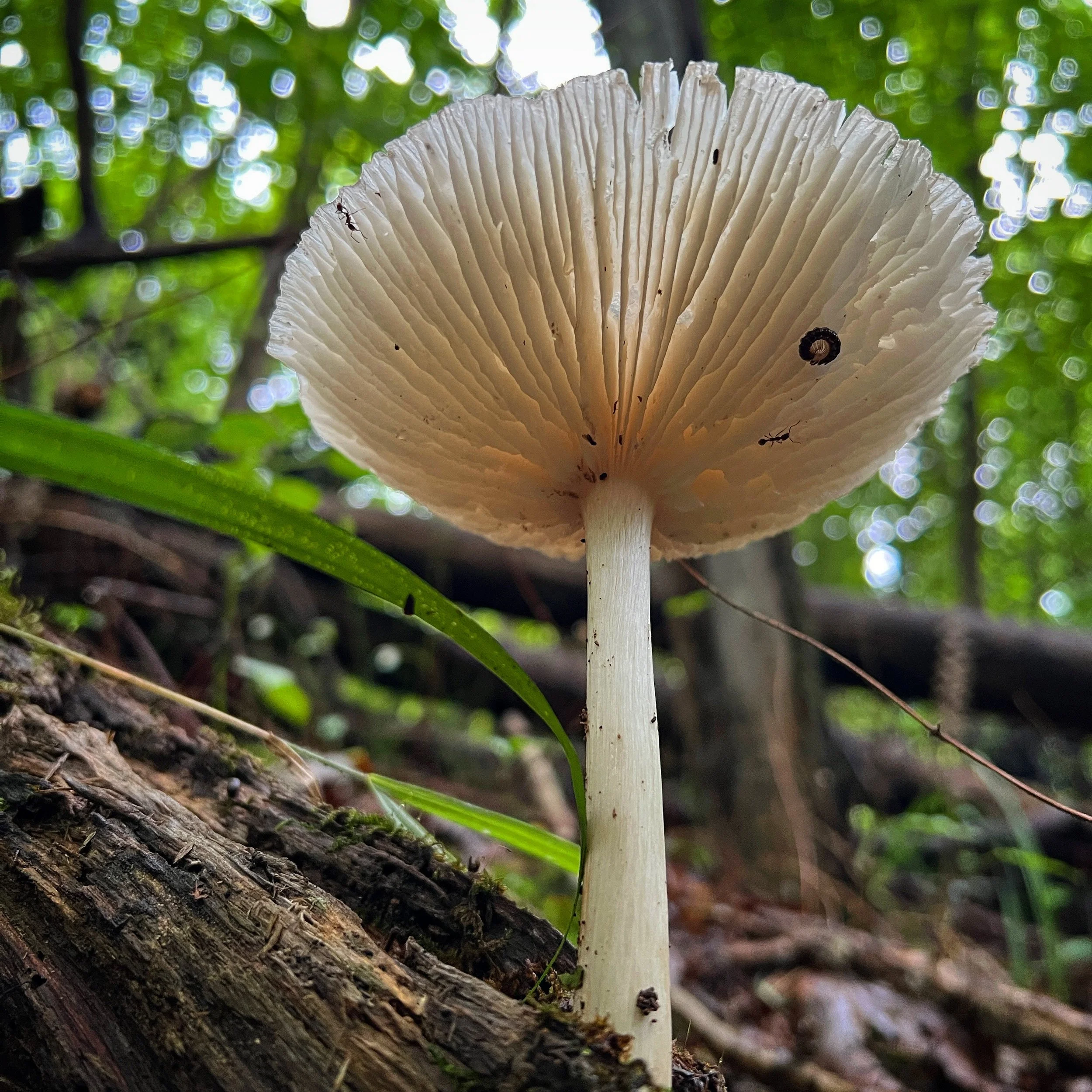 BCA90C95-4115-4087-AF0C-F9E613A7C824.jpg