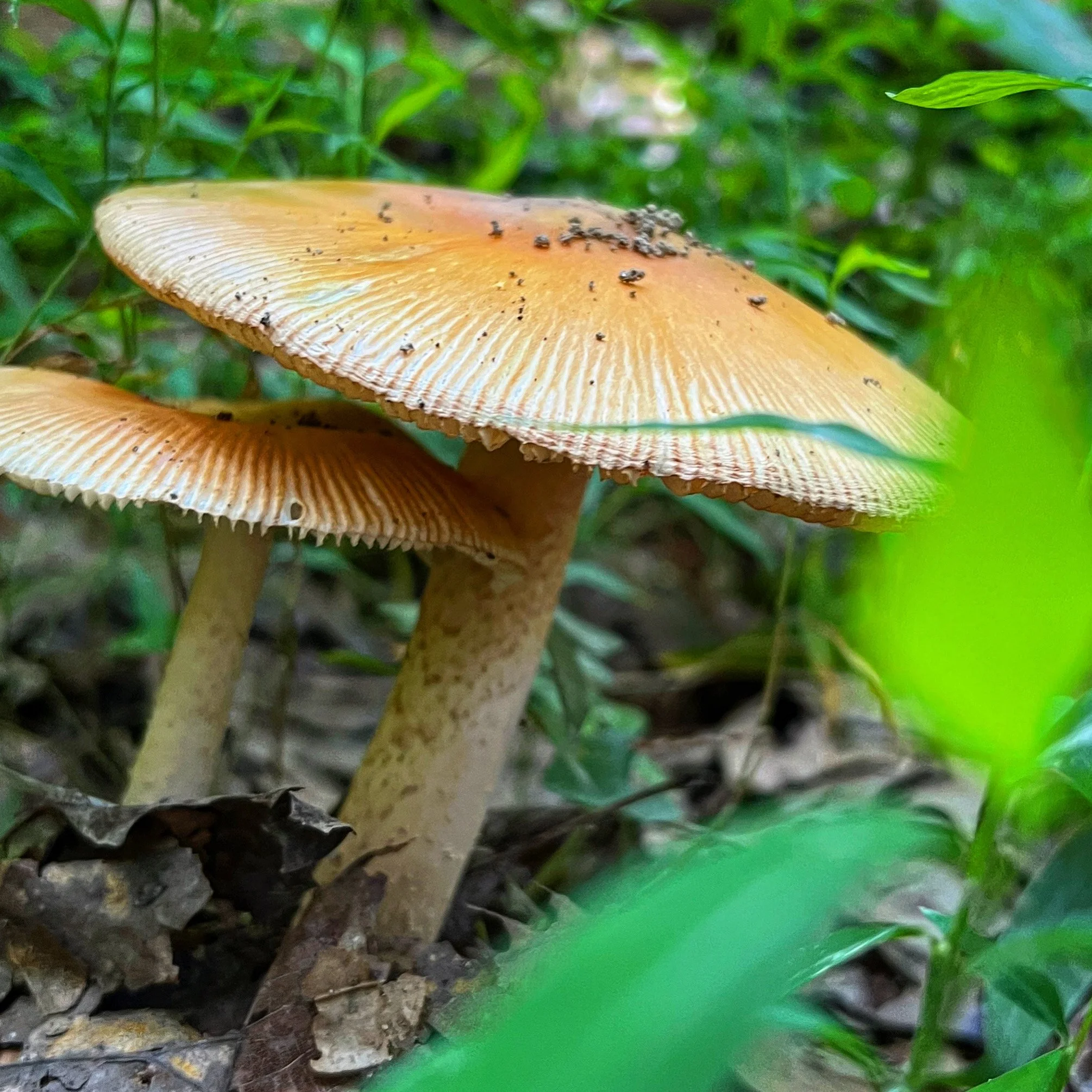7E61908E-1F91-488D-BF22-78E843C54F53.jpg