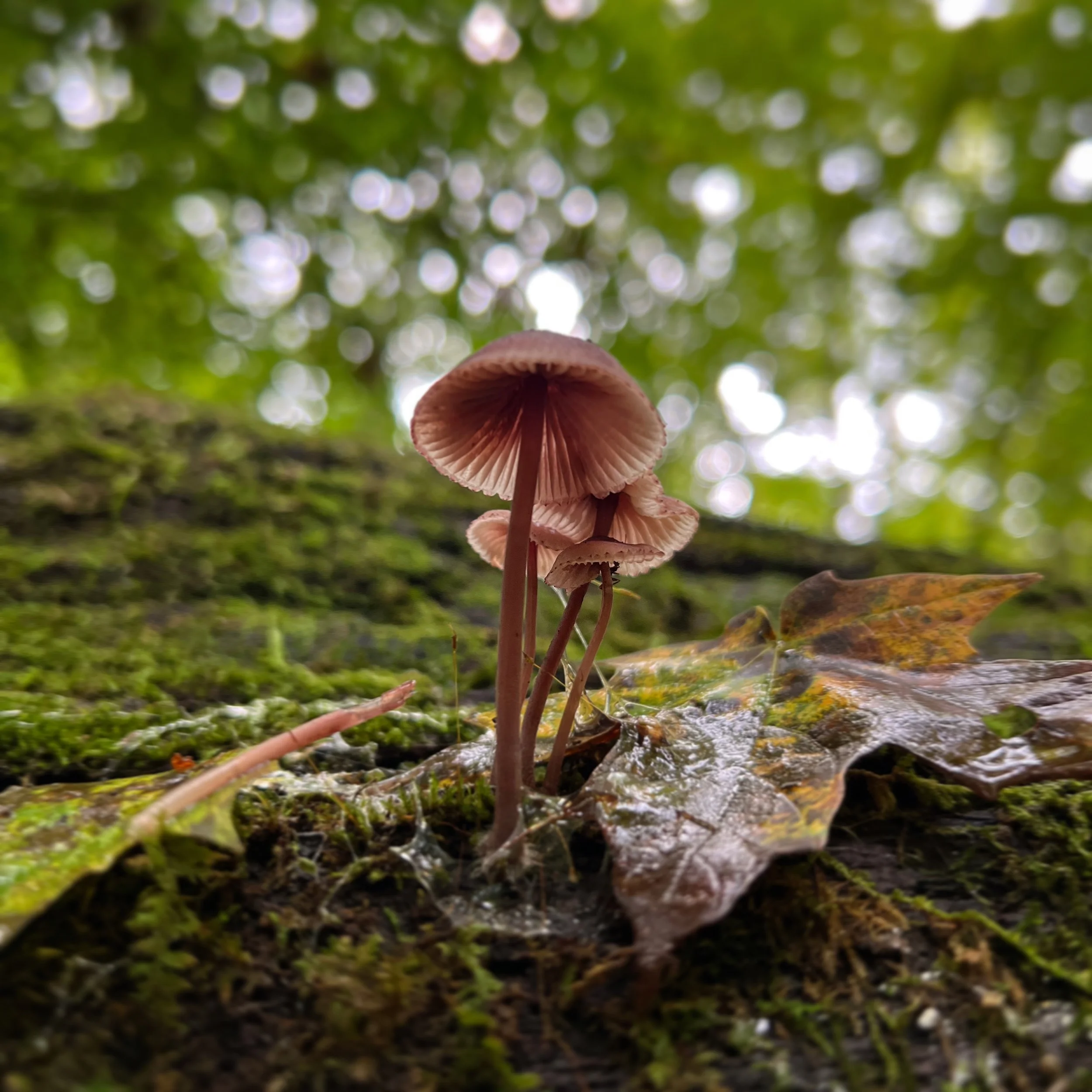 9E439DF0-5AB6-495B-99FF-7EA694C36893.jpg