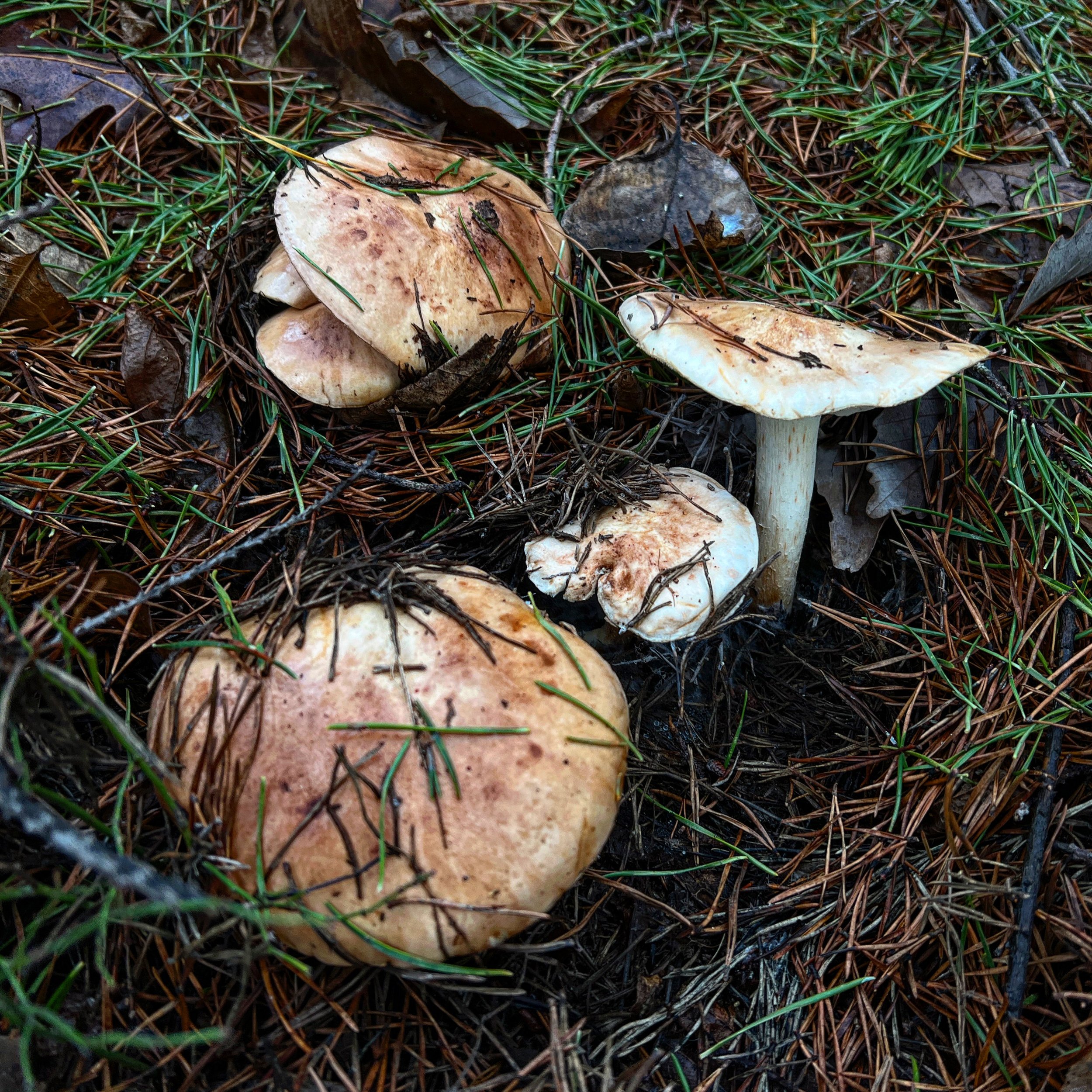 B6112471-BFA1-454F-BC1F-C8CA9450AA63.jpg