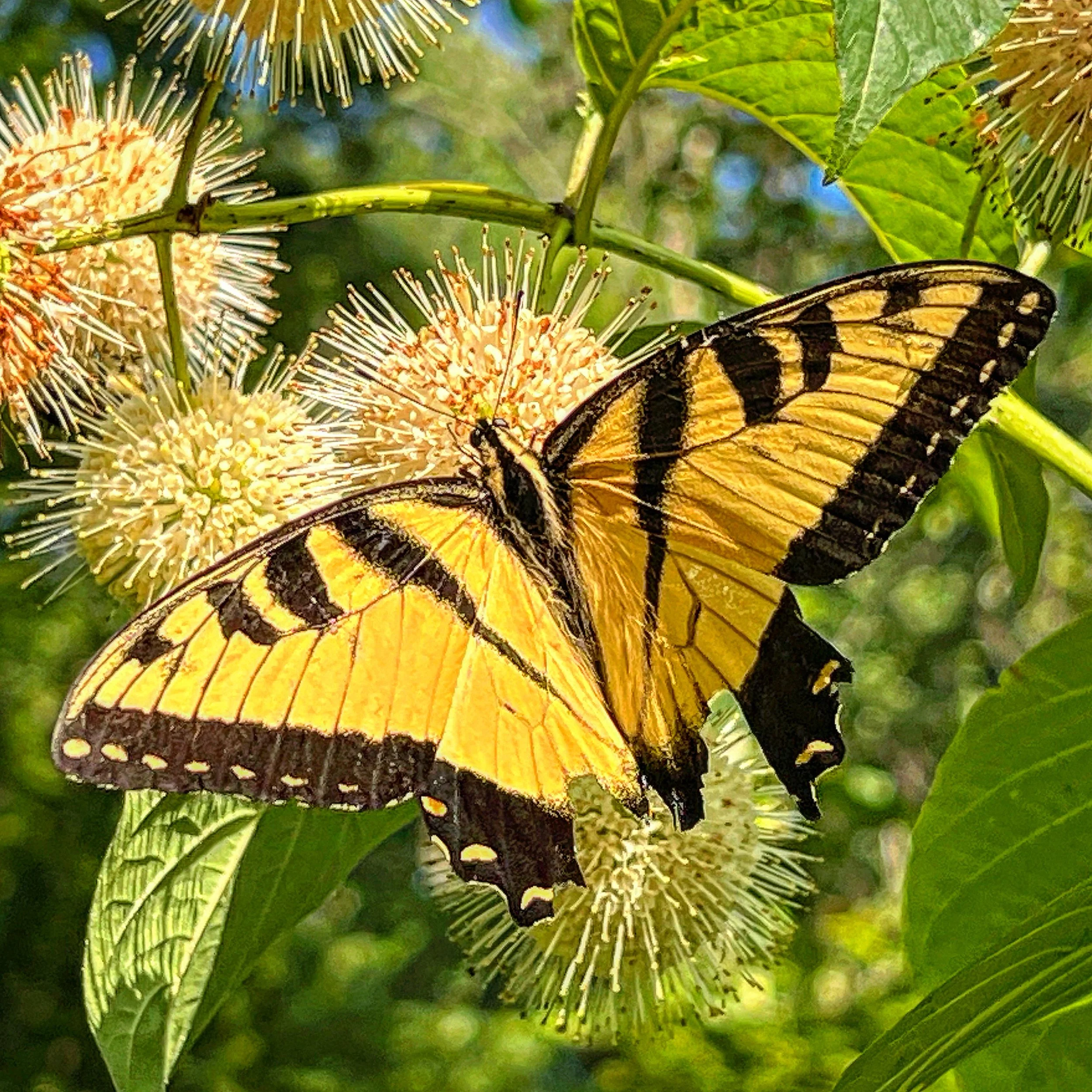 1DC68778-C6C1-47D2-B0B4-503D63232F76.jpg