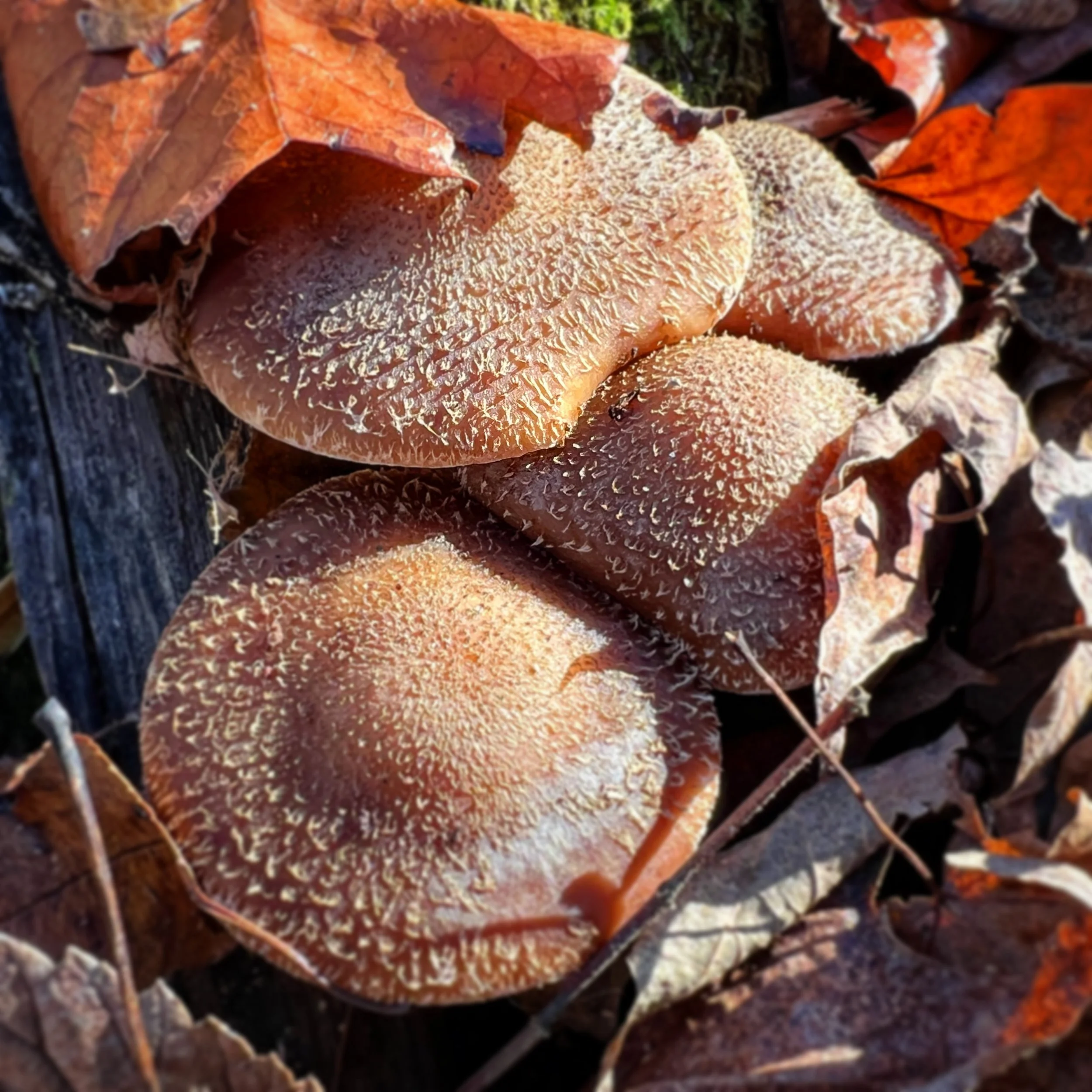 69565A4C-80F7-40BB-B079-FDEDB9630A0A.jpg