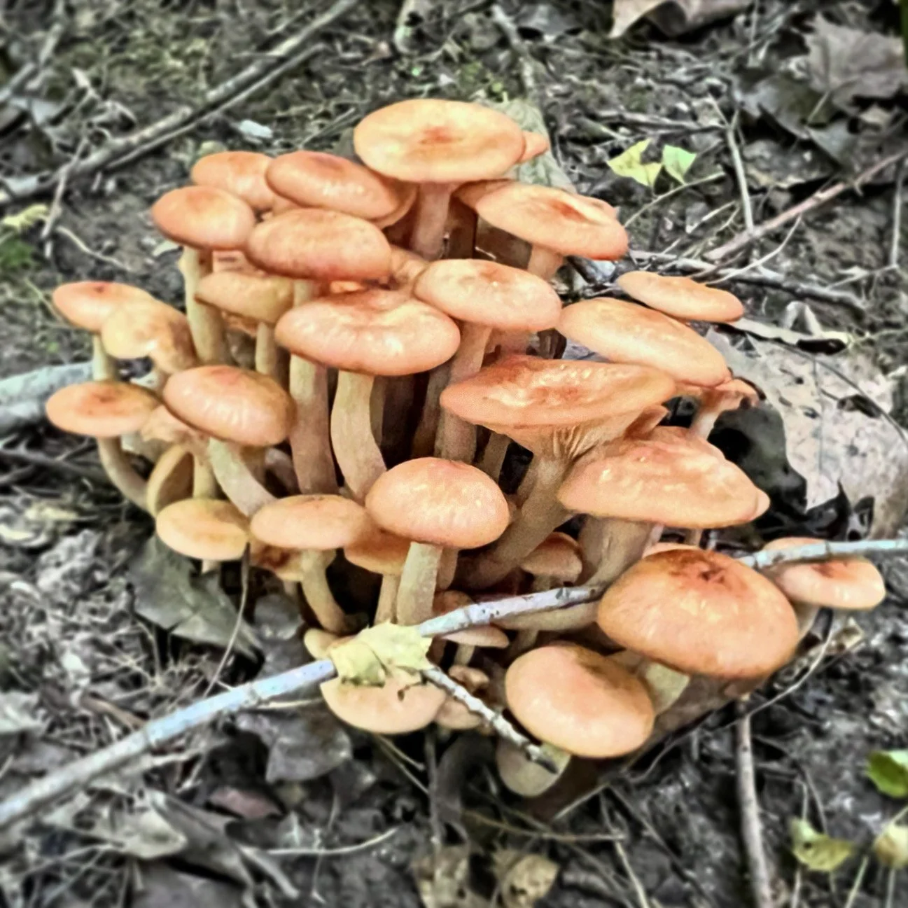 E343B762-77E5-4AF0-B804-73430B243D4B.jpg