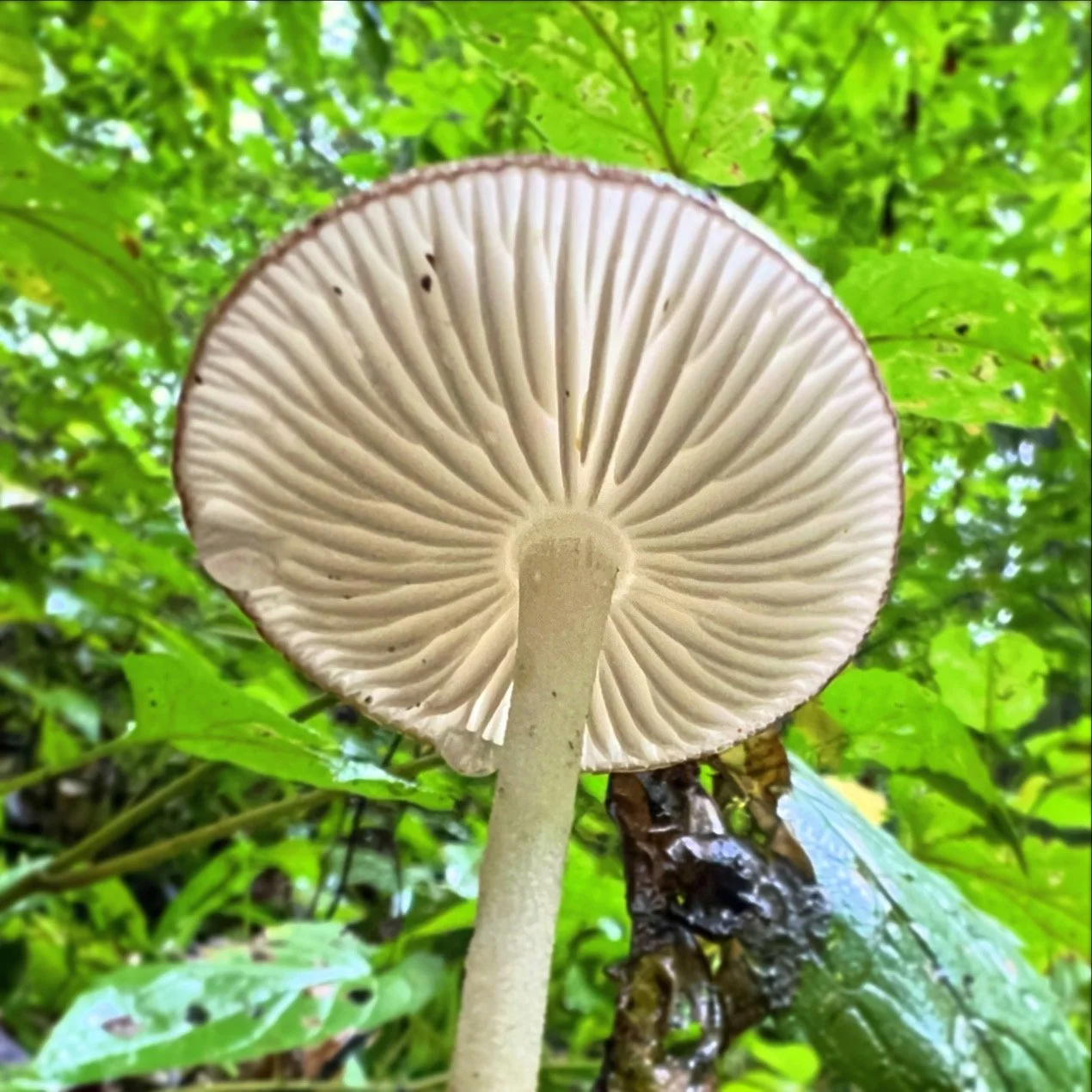 88E779FE-3E48-4D52-A0ED-1A004570EA9B.jpg