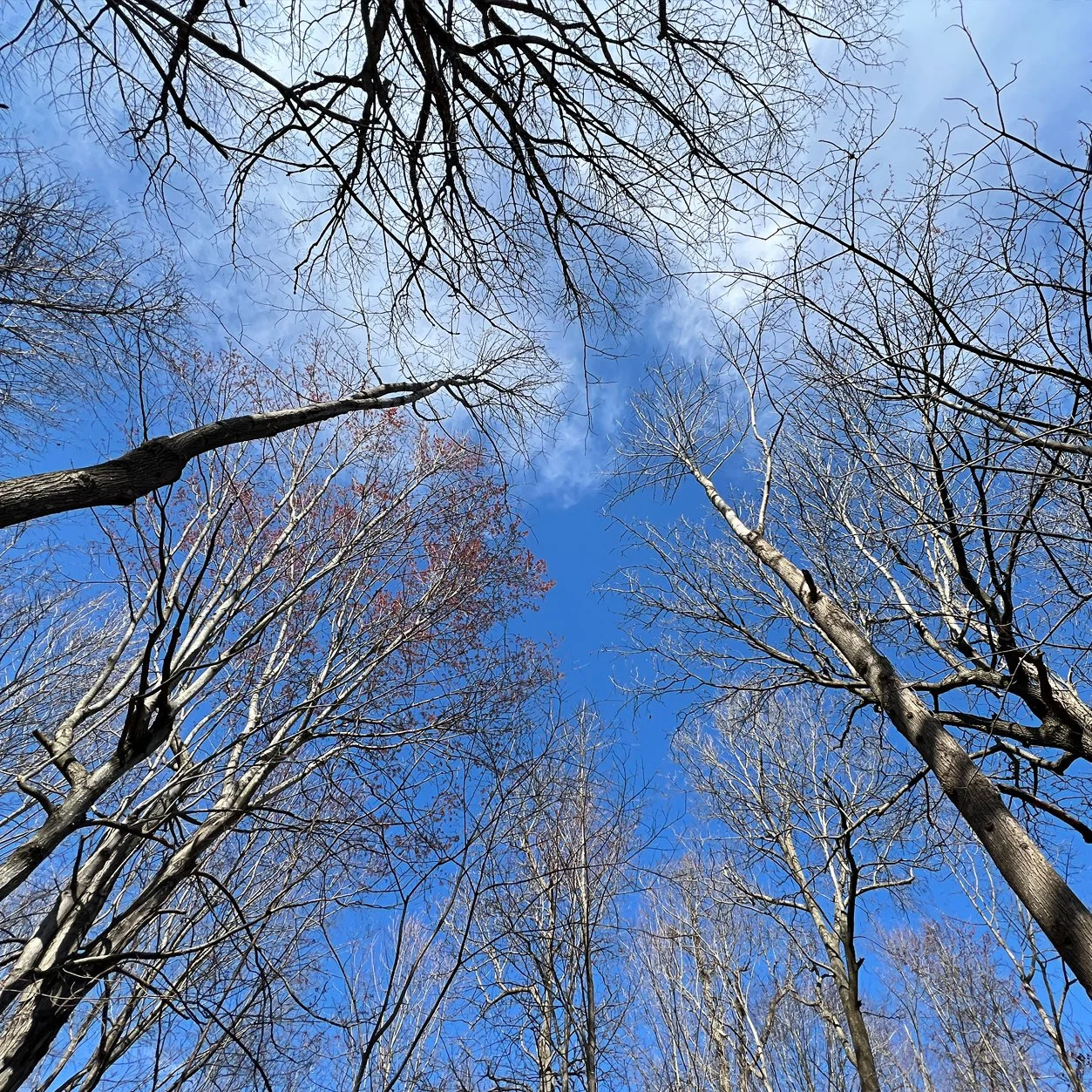 canopy.jpg