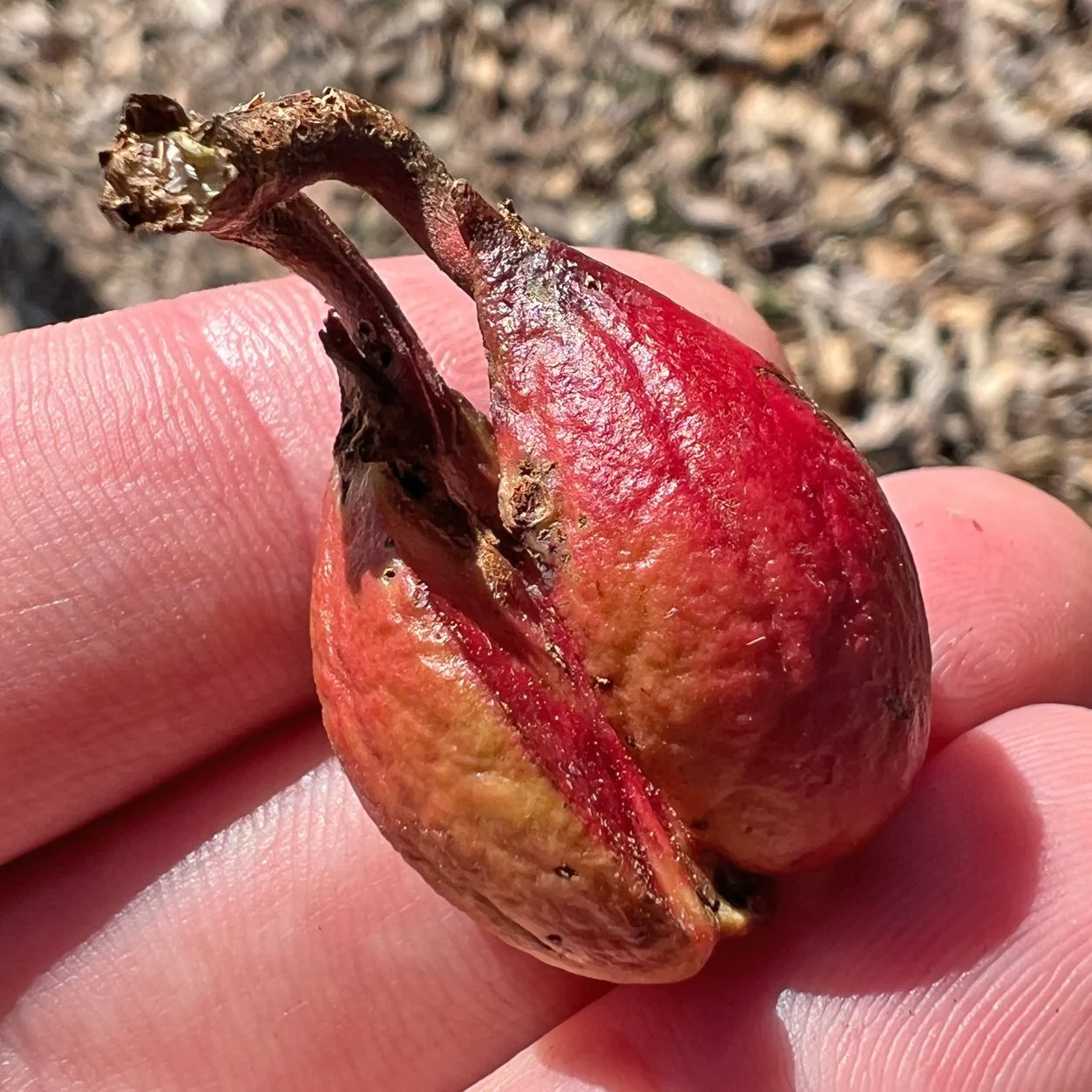 fruit.jpg