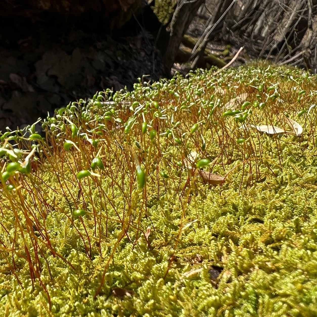 sprouts.jpg