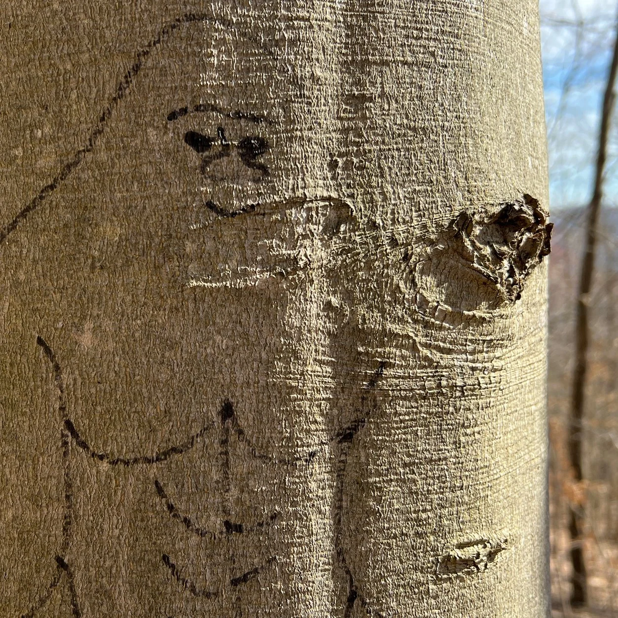 squatch.jpg