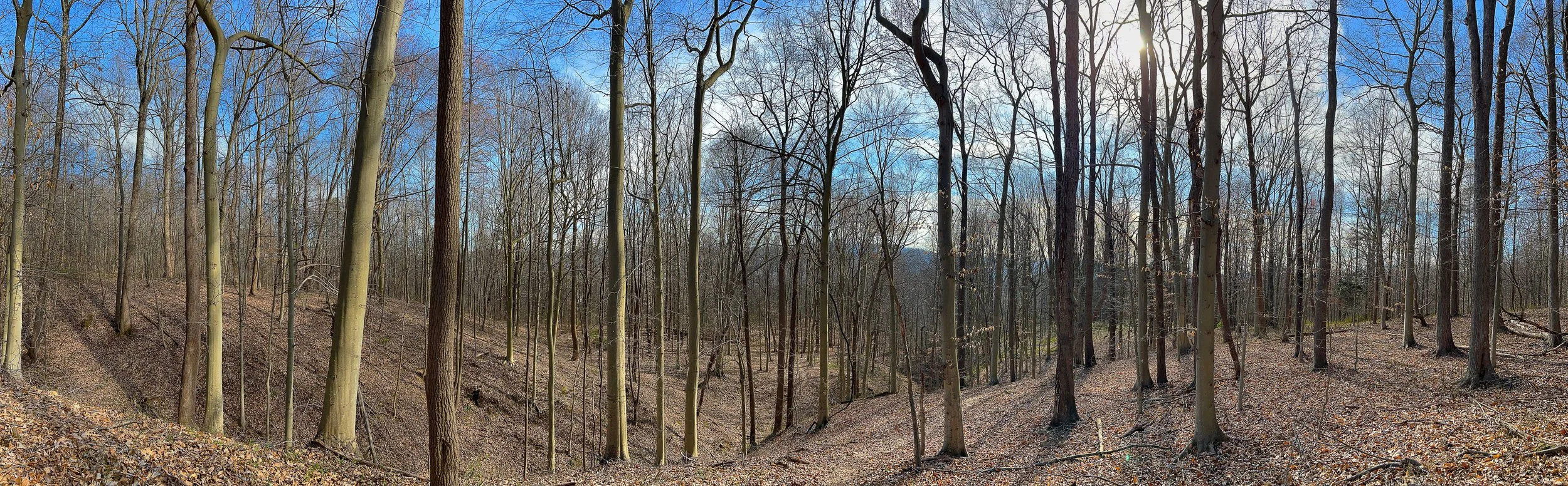 pano-mid.jpg