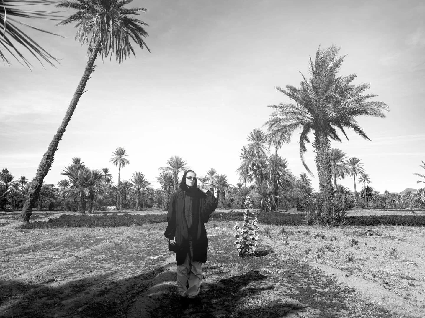 between desert air and Marrakech, among palms where dates are ripening