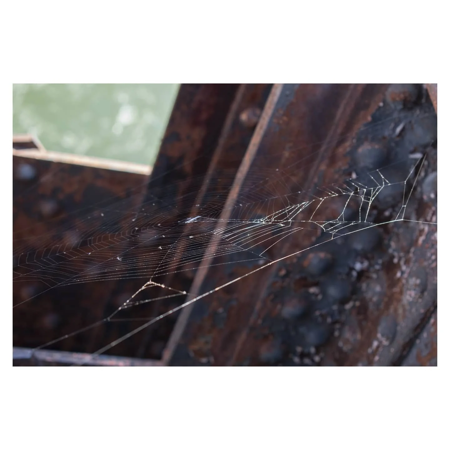 Web (2021)