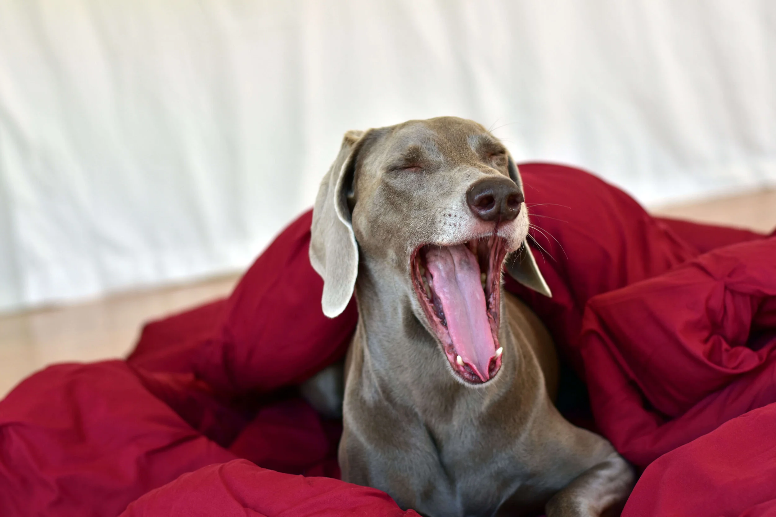 Heidi_The_Blanket_Thief_Yawn.jpg