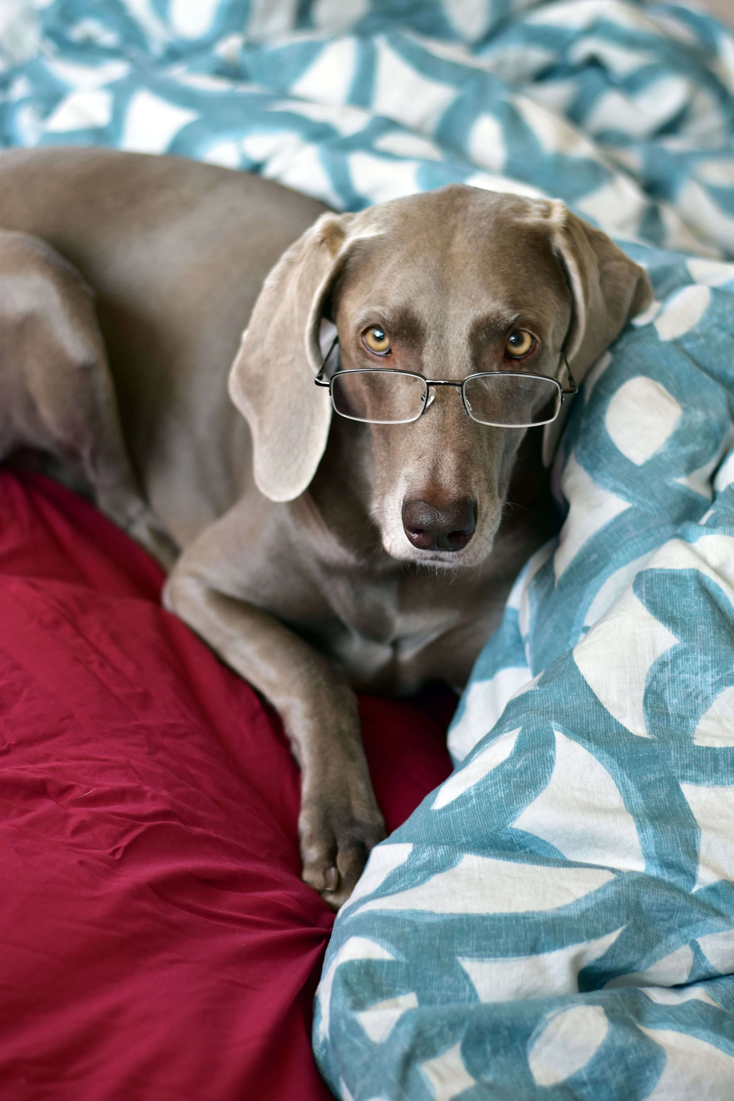Heidi_The_Blanket_Thief_Glasses.jpg