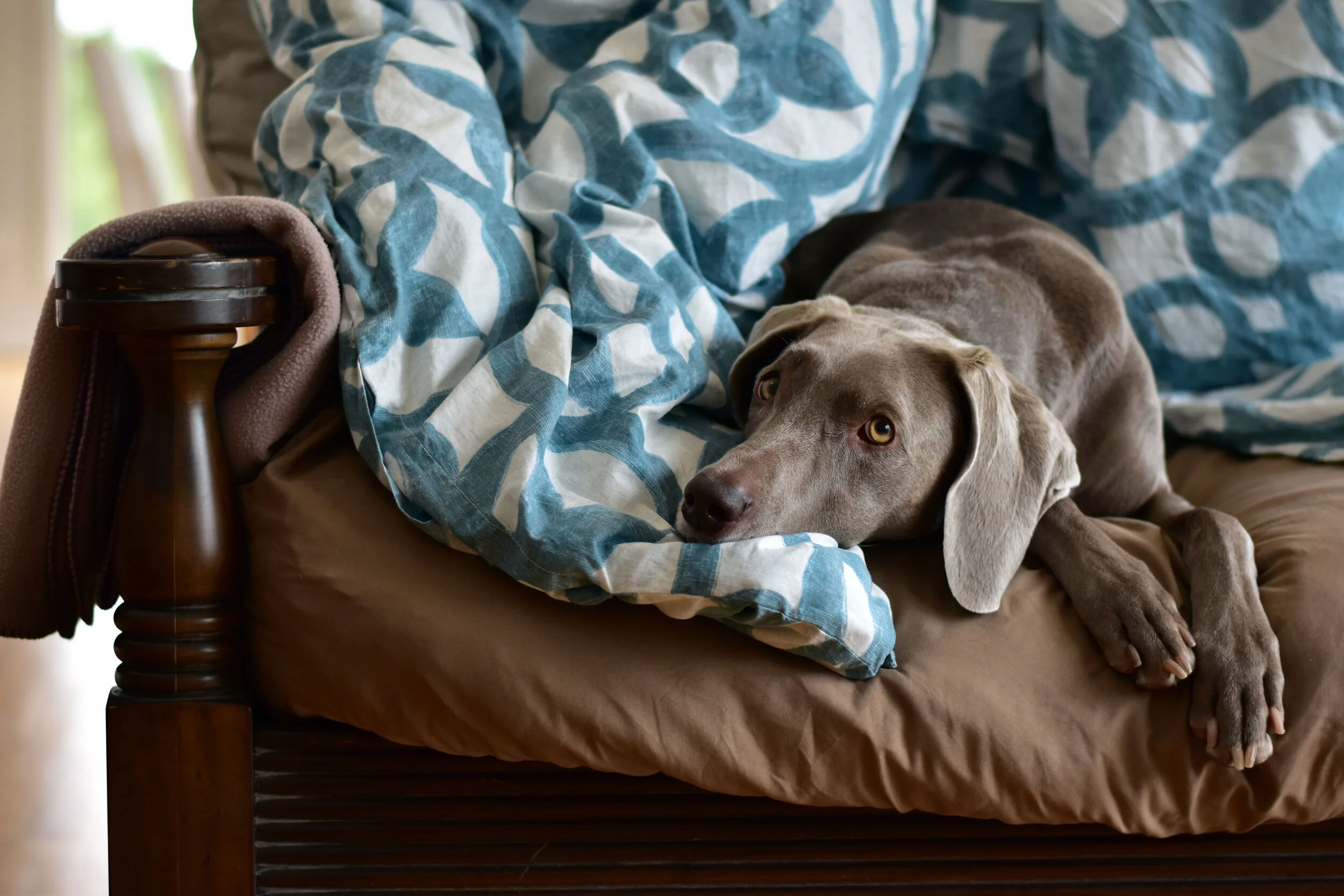Heidi_The_Blanket_Thief_Couch.jpg