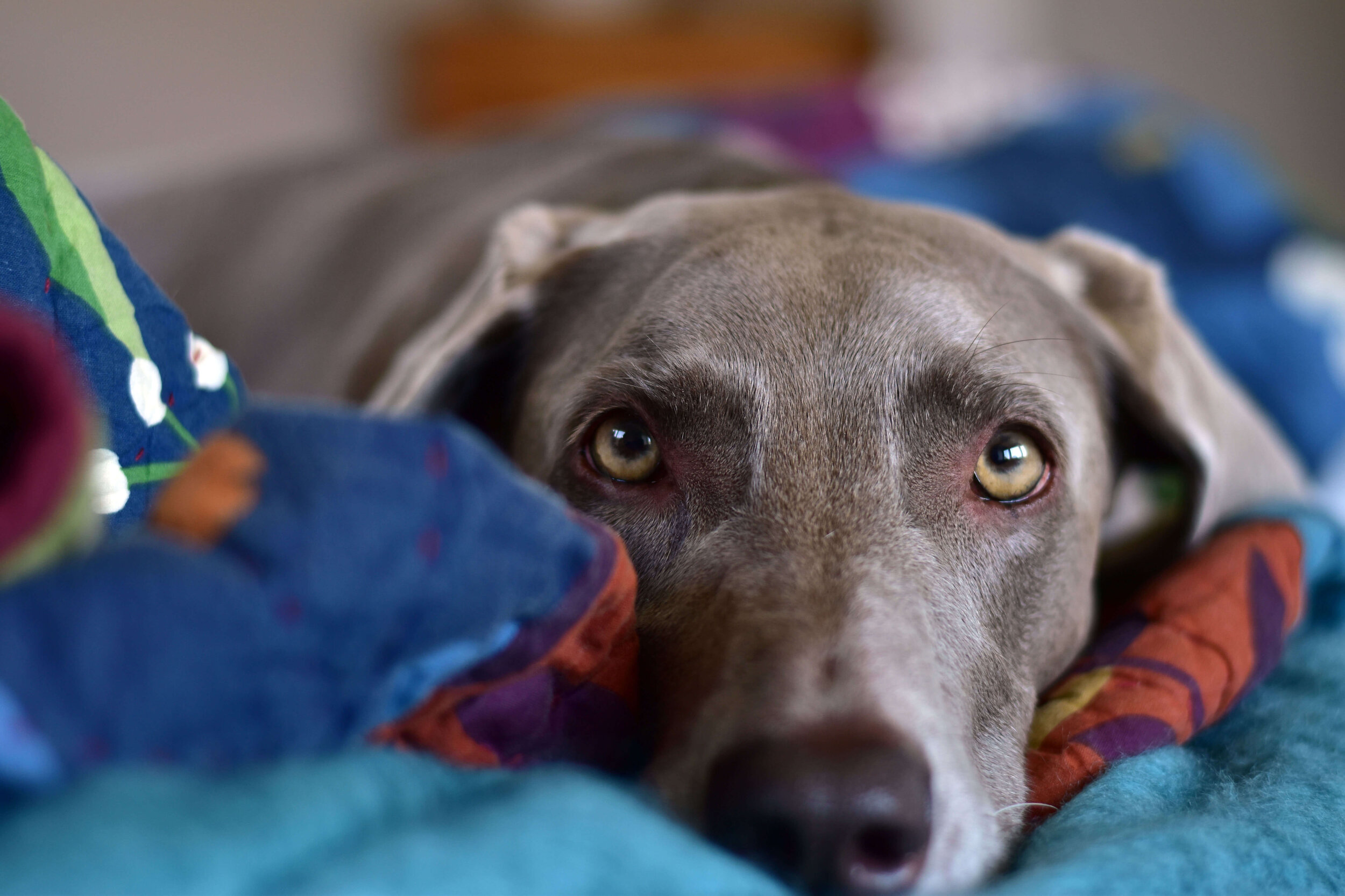 Heidi_The_Blanket_Thief.jpg