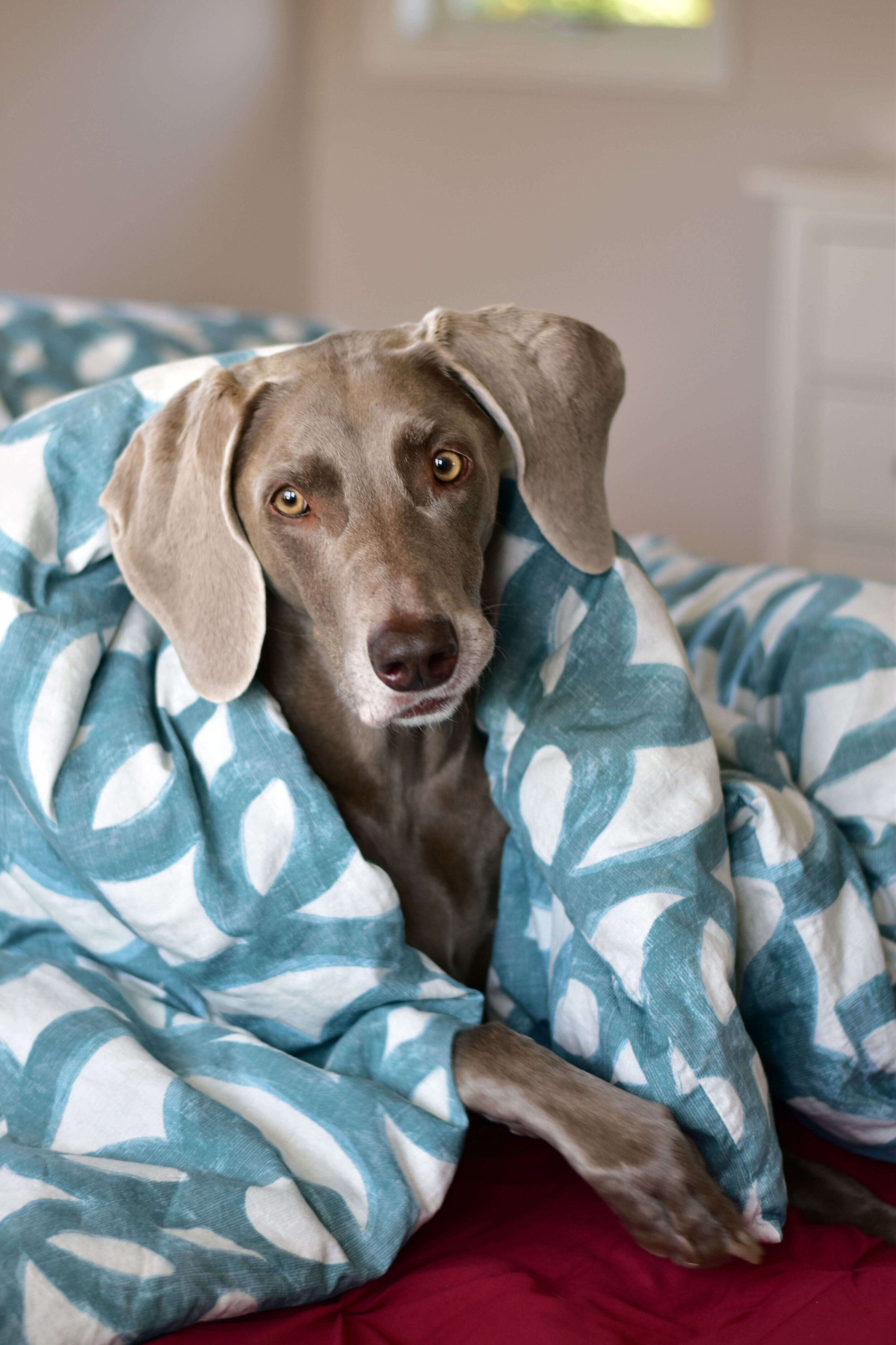 Heidi_The_Blanket_Thief_Bed.jpg