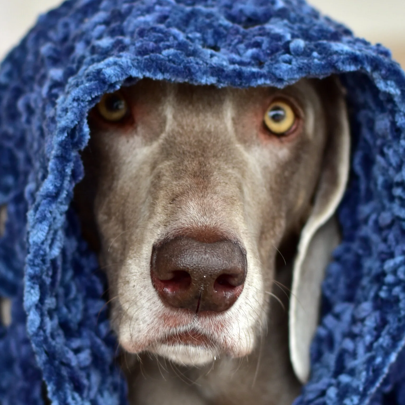 Heidi_The_Blanket_Thief_2b.jpg