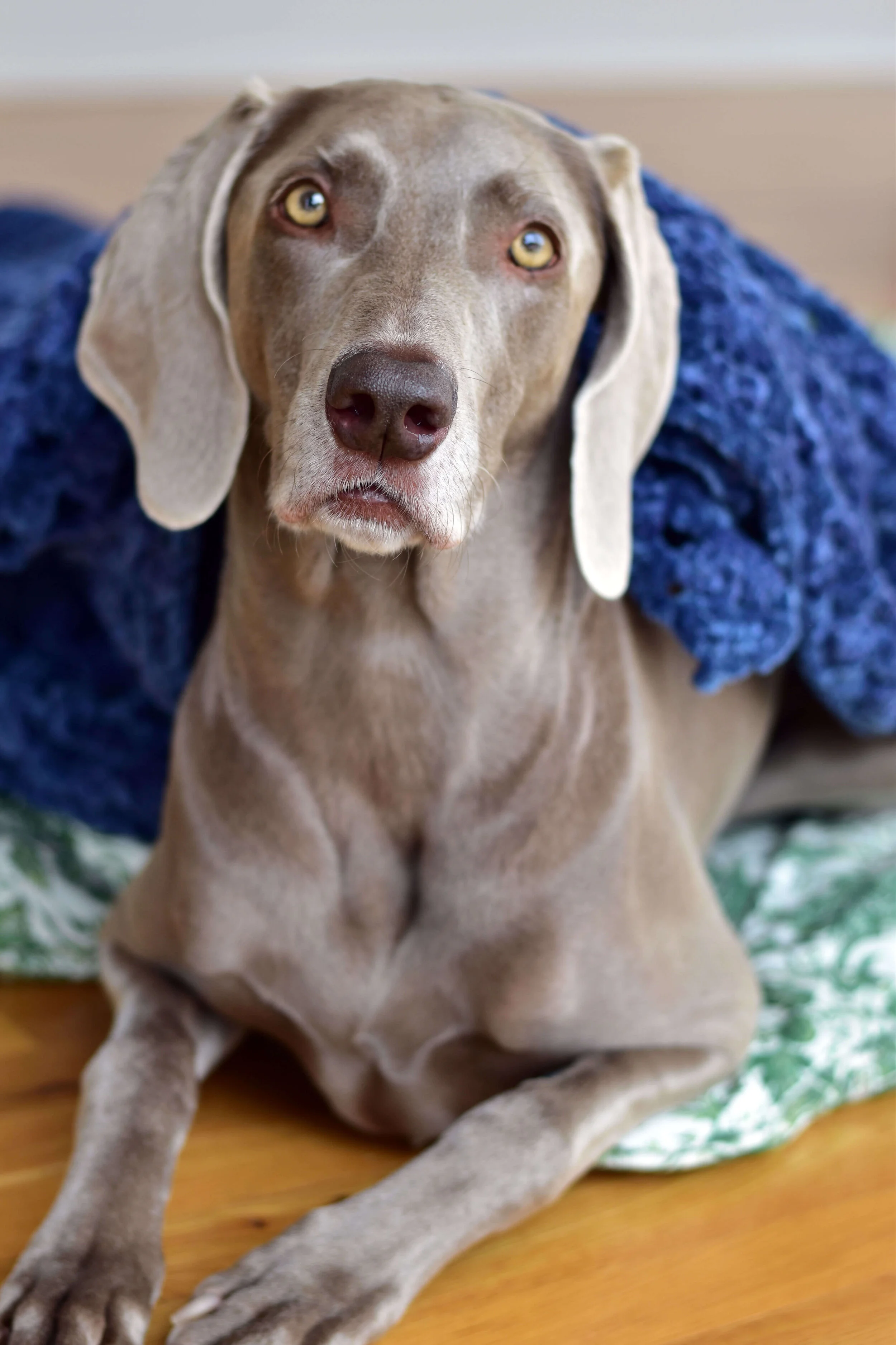 Heidi_The_Blanket_Thief_Floor.jpg
